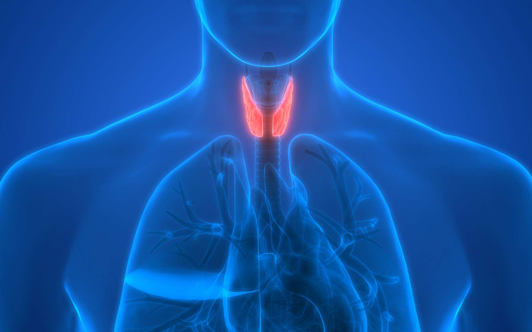 La thyroïde est l'organe qui produit les hormones thyroïdiennes. © magicmine, Fotolia