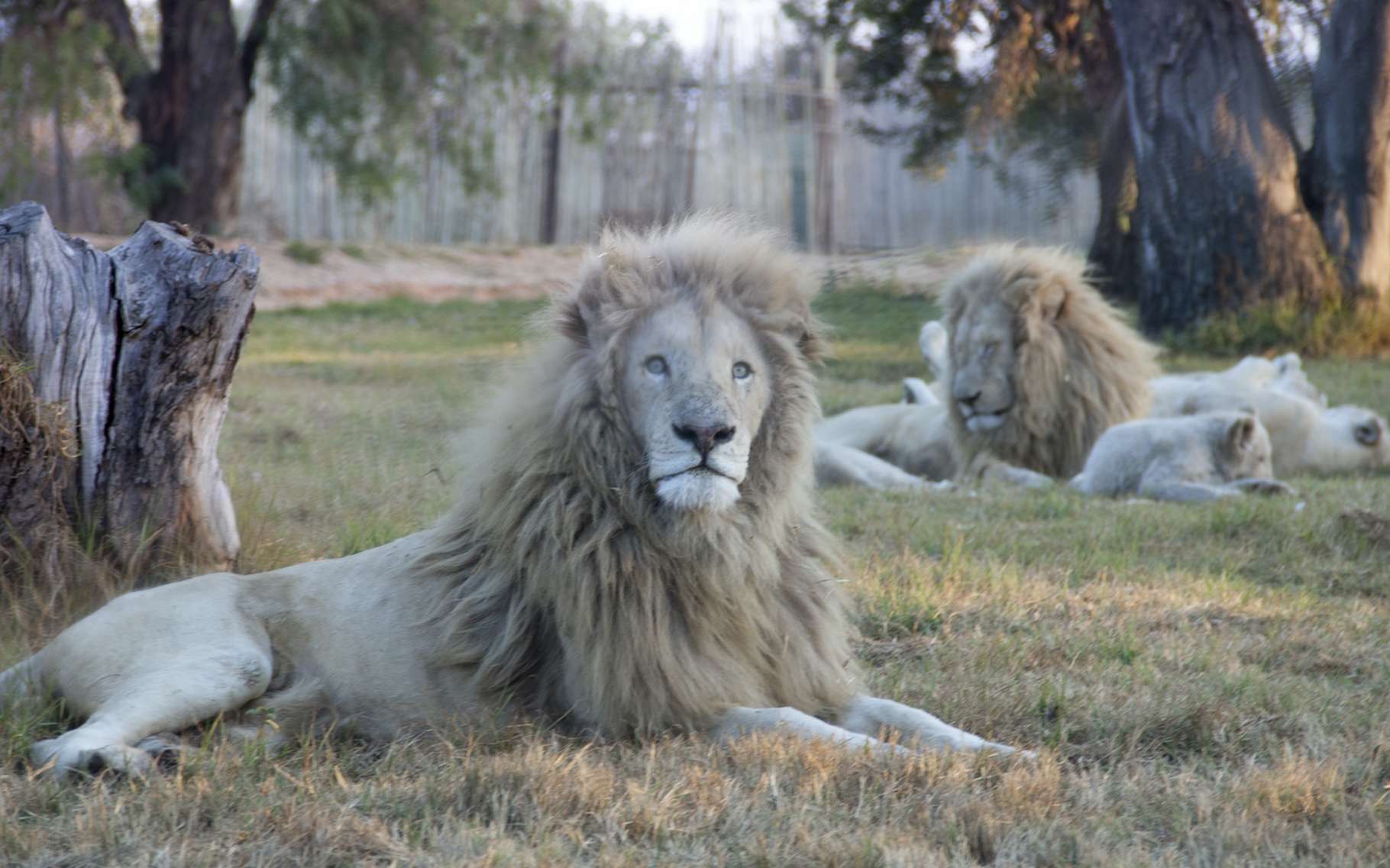 Bêtes de science : les bâillements des lions veulent dire quelque chose