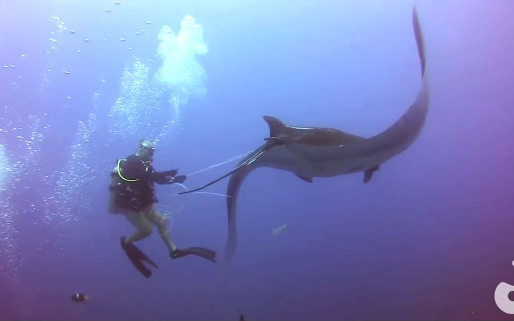 En Video Un Plongeur Au Secours D Une Raie Manta