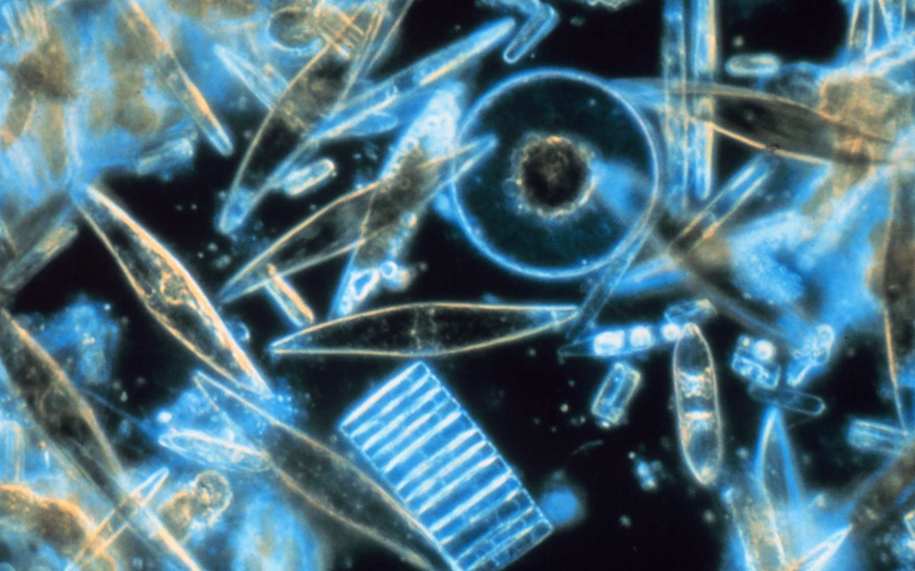 Abondantes dans les eaux douces et les océans, les diatomées sont très souvent à la base de la chaîne alimentaire et jouent donc un grand rôle dans les écosystèmes terrestres. © Gordon T. Taylor, Stony Brook University, Wikipédia, DP