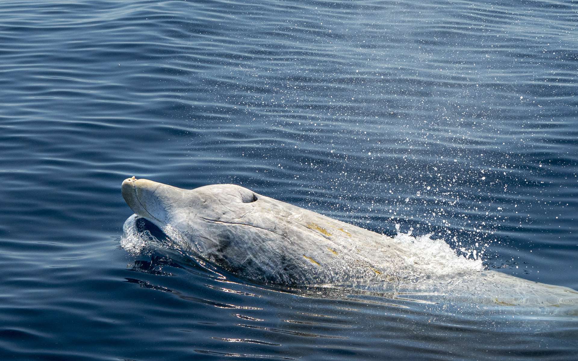 Les baleines de Cuvier ont un aspect original. Parfois, les mâles ont même de nombreuses cicatrices sur le dos, traces d’anciens combats. On sait désormais qu'elles comptent parmi les meilleurs plongeurs. © Andrea Izzotti, Adobe Stock