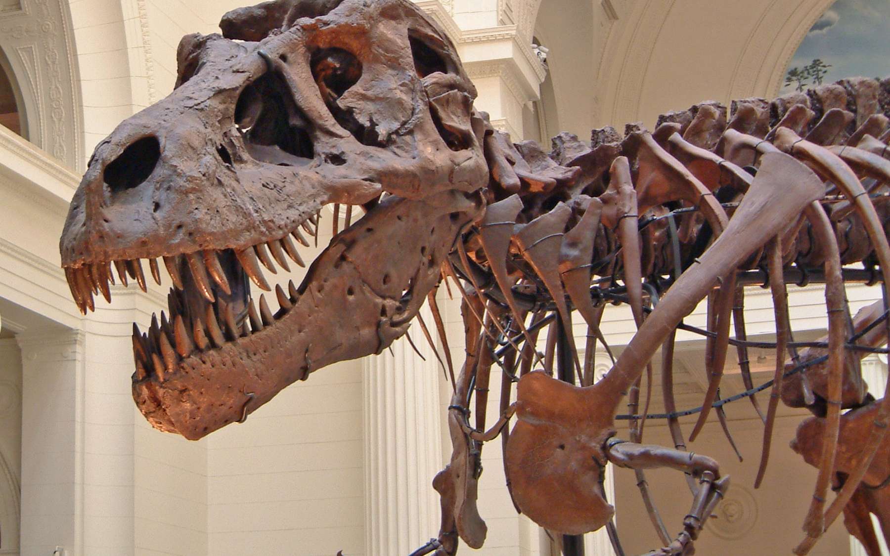 Quel Est Le Premier Dinosaure Apparu Sur Terre Découverte exceptionnelle d'un crâne de T-Rex très bien conservé