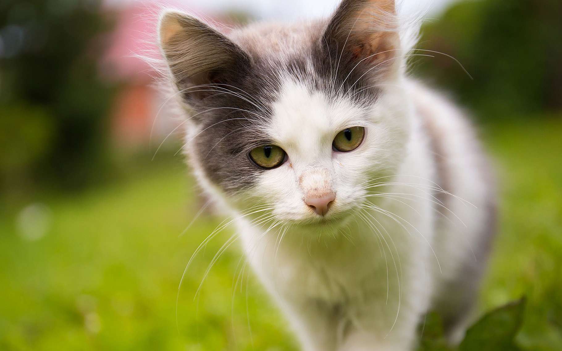 Qui Est Le Chat Dossier