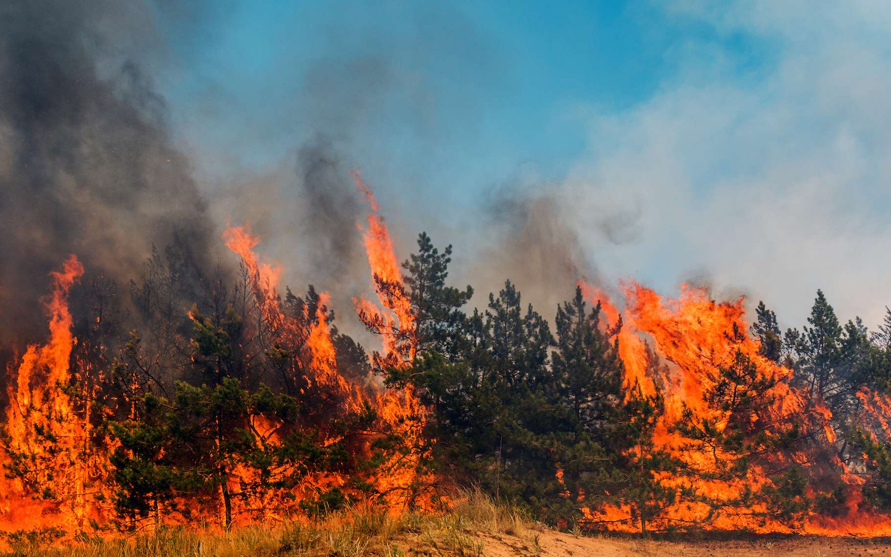 Météo France lance la Météo des forêts pour informer sur le risque d'incendie durant l'été