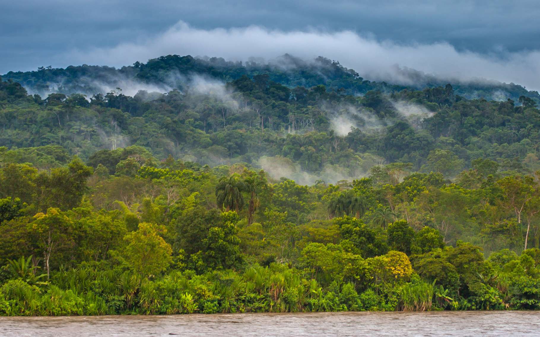 Тропические дождевые леса Суматры