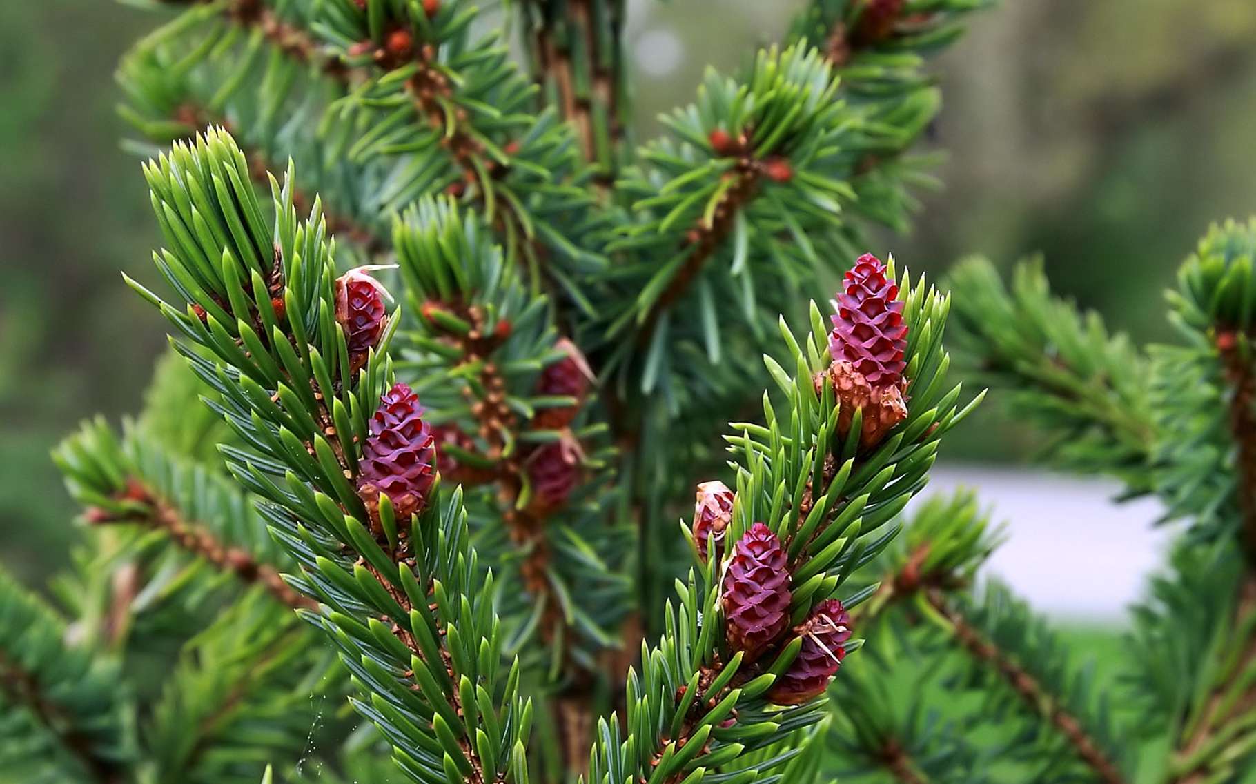 Sapin de Noël : l'Omorika | Dossier