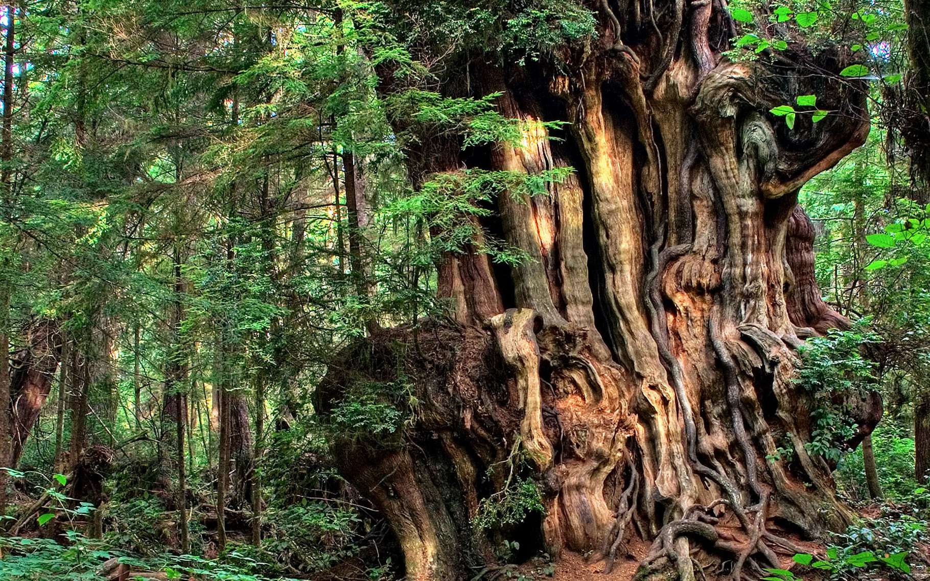 La Civilisation Du Thuya Geant Le Red Cedar Dossier