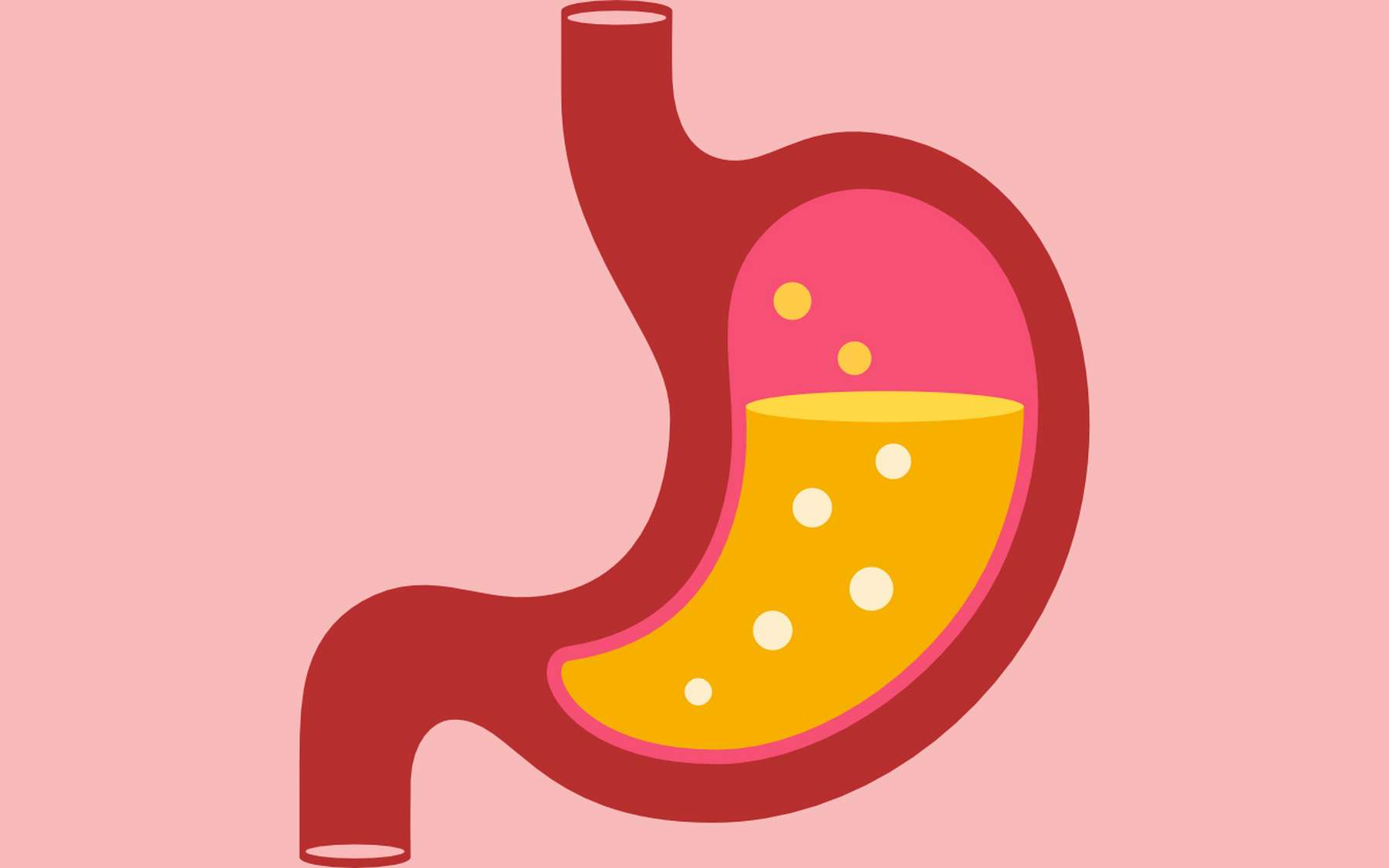 Le suc gastrique est un fluide acide produit par l’estomac qui sert à digérer les aliments. © Arcady, Adobe Stock