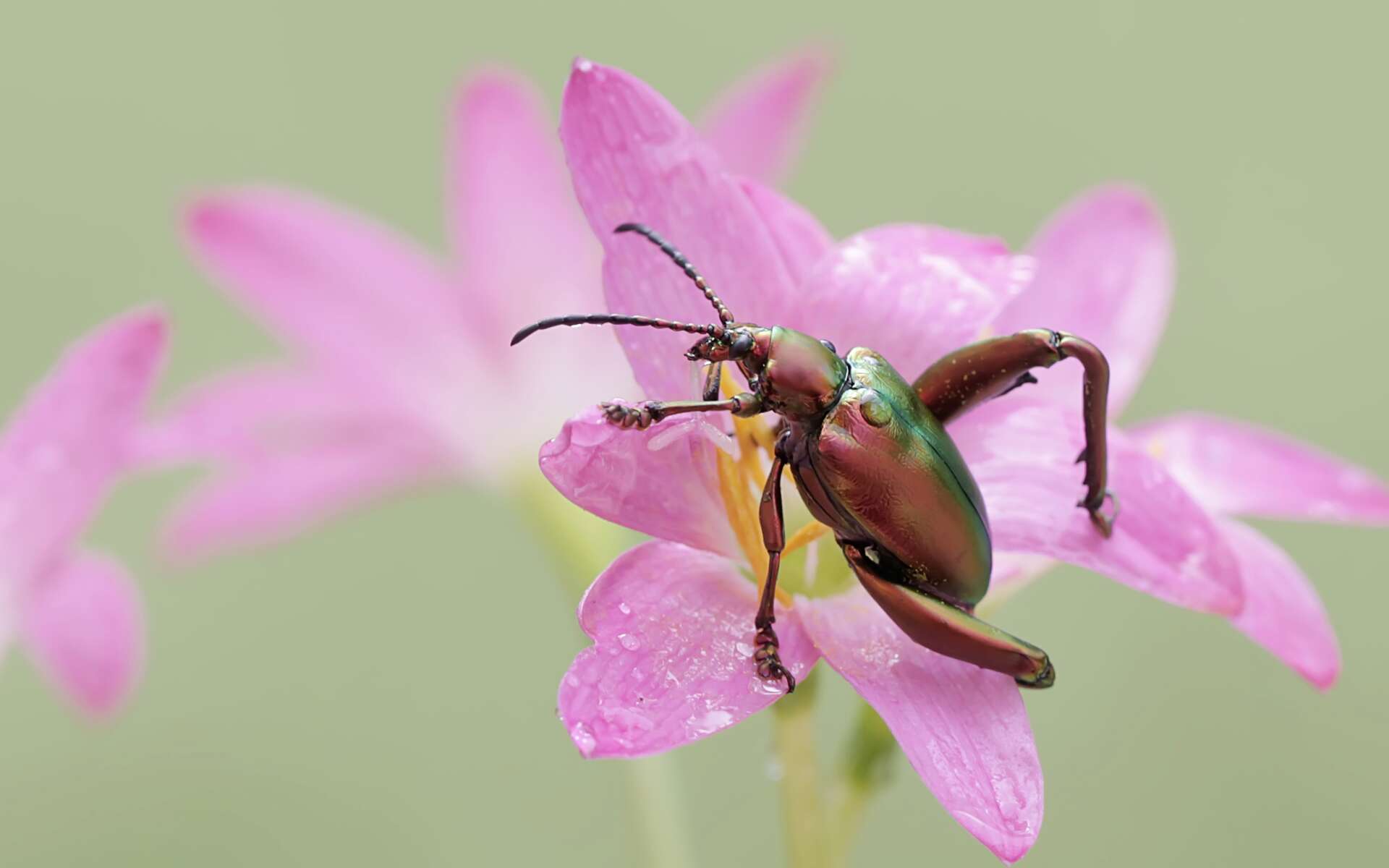 Insectes : comment changer notre regard sur ces animaux extraordinaires