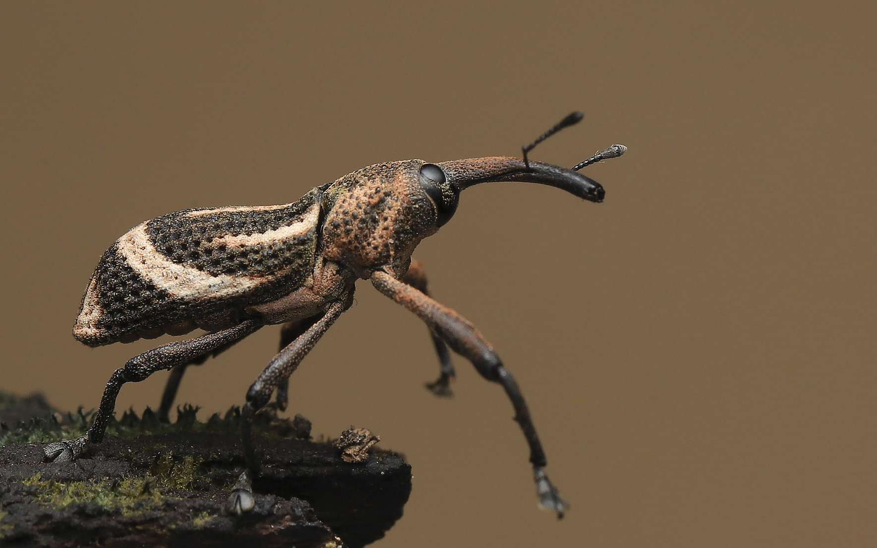 Insecta : les insectes sont en voie de disparition et cela aura des conséquences dramatiques