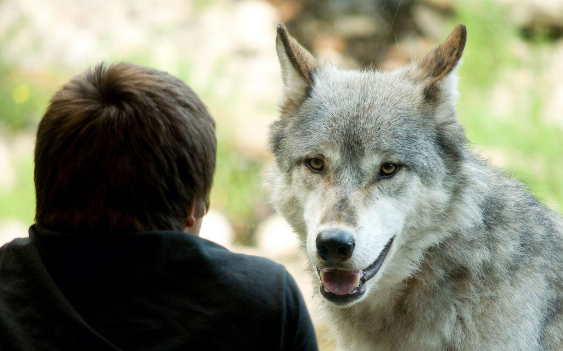 Comme les chiens, les loups s'attachent aux humains