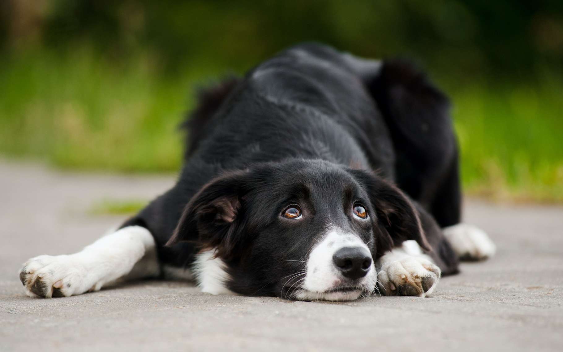 Do animals have emotions and feelings comparable to ours?