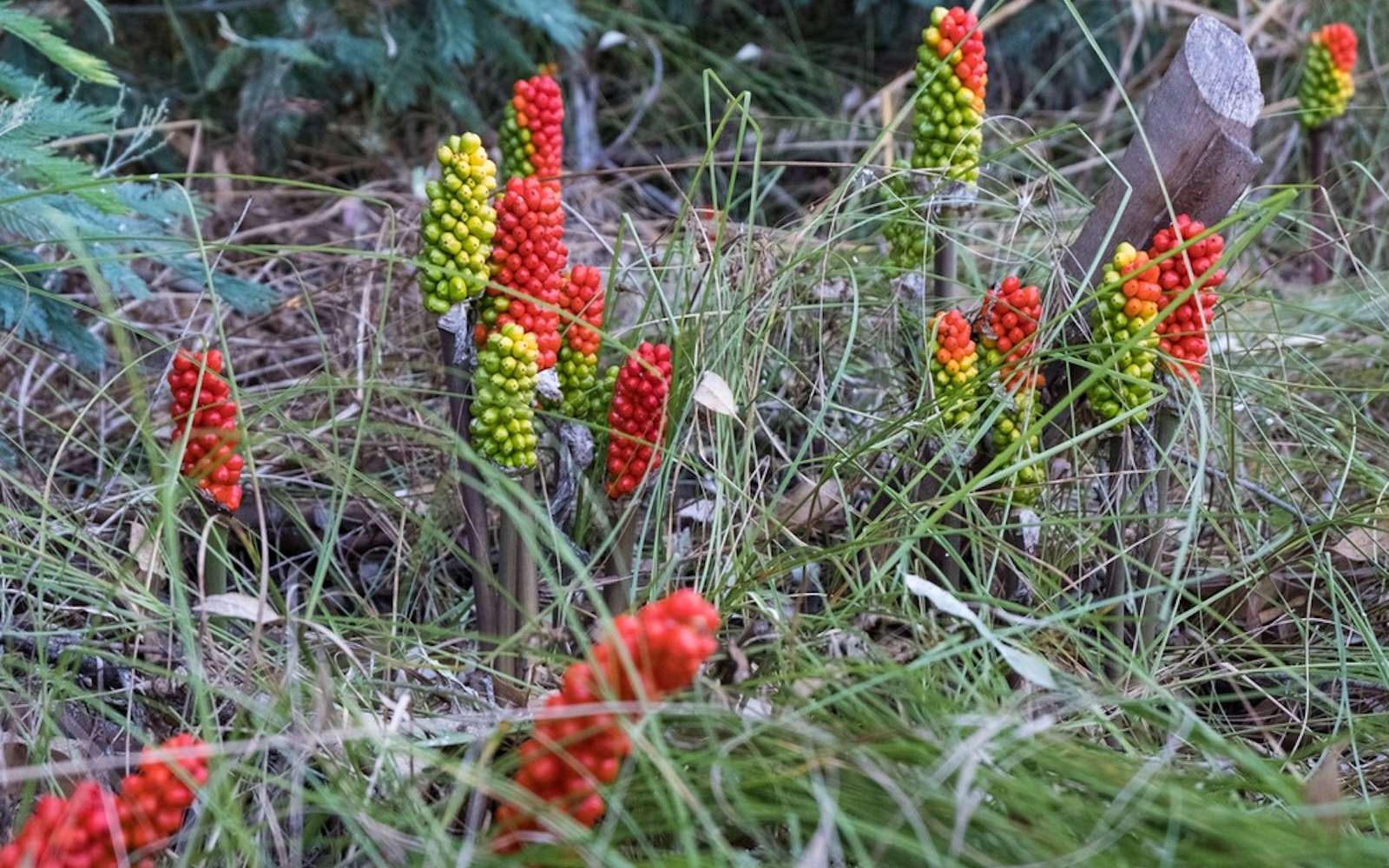 Ces plantes qui poussent peut-être dans votre jardin sont beaucoup plus dangereuses que vous ne le pensez !