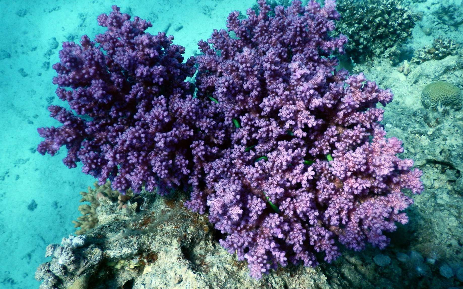 Les madrépores sont des cnidaires marins qui forment les coraux. © aarnhold, Fotolia