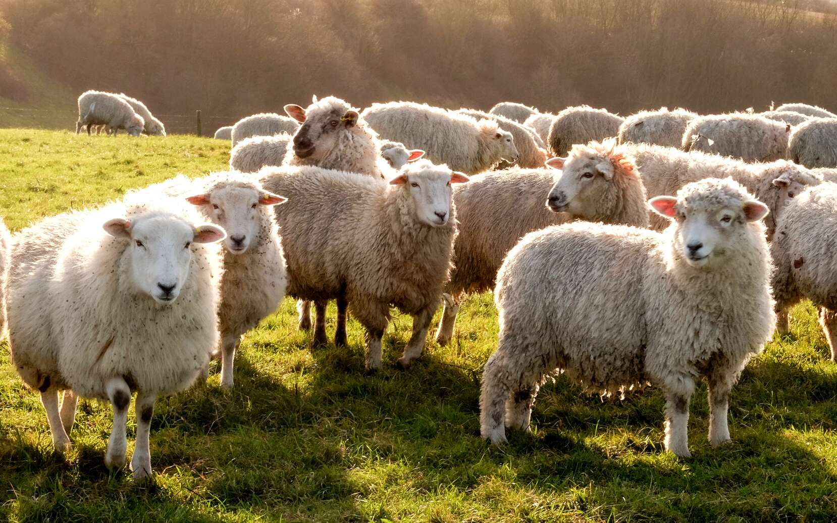 Dans le Nord, les éleveurs retiennent leur souffle face à l'épidémie de fièvre catarrhale