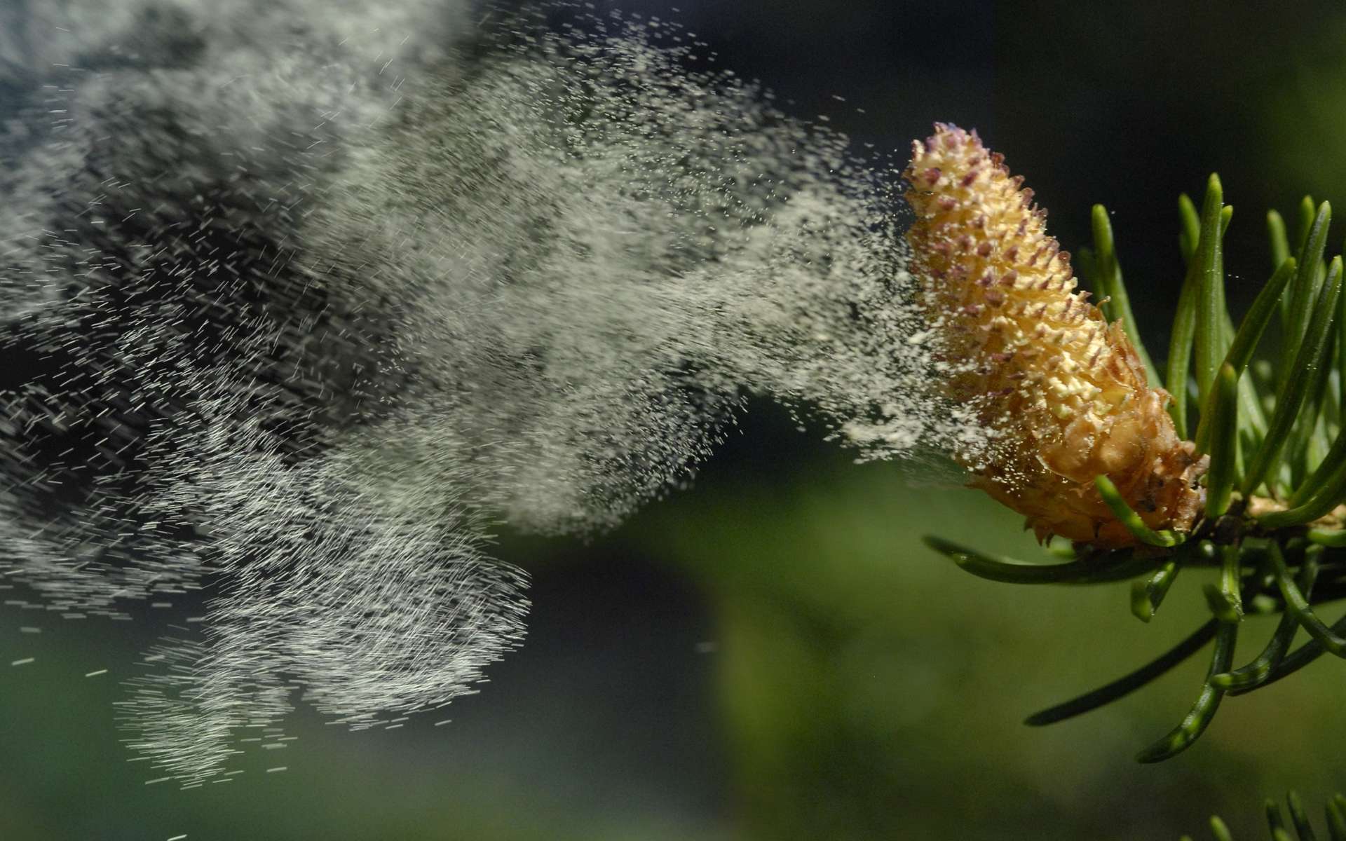 Comment la météo impacte la dispersion des pollens et les allergies