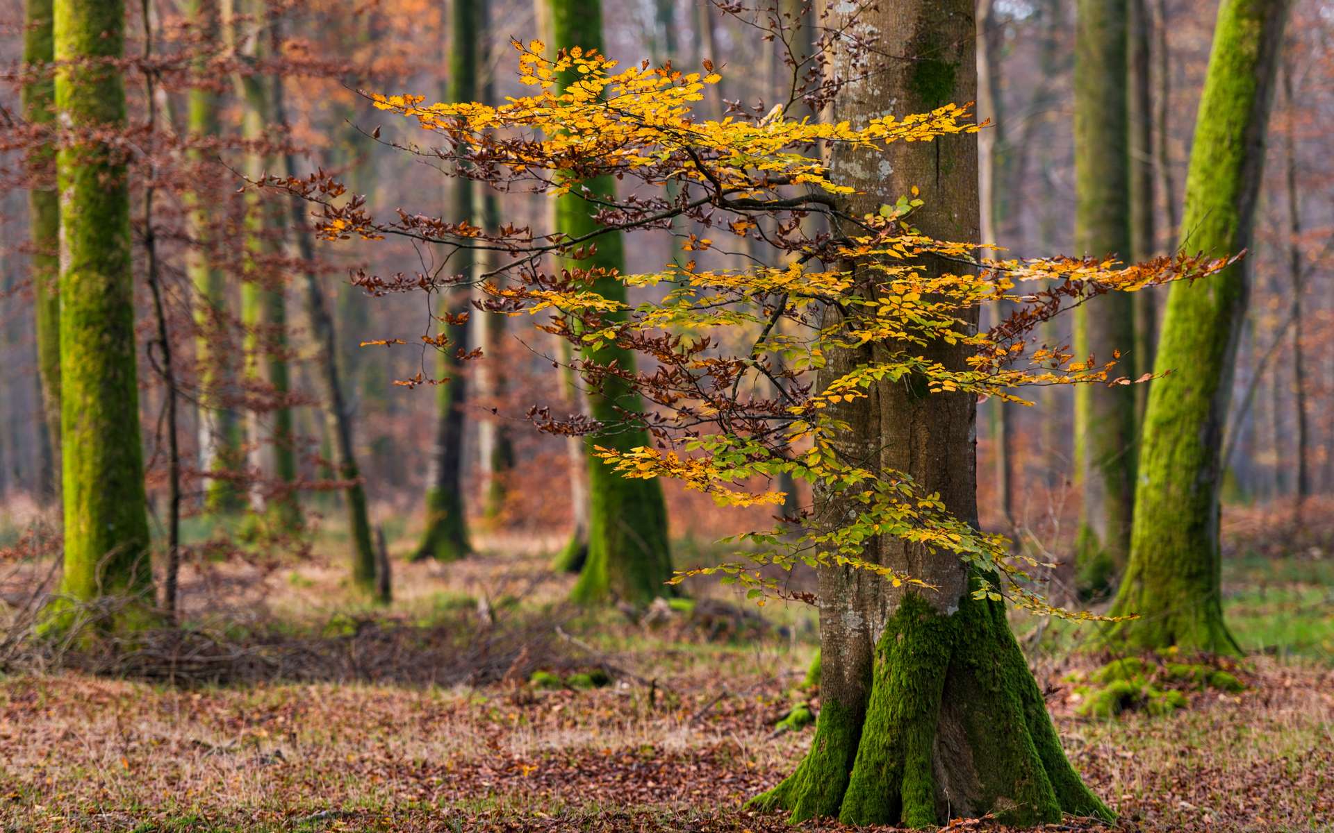 Une carte révèle les zones où la santé des arbres est la plus mauvaise en France