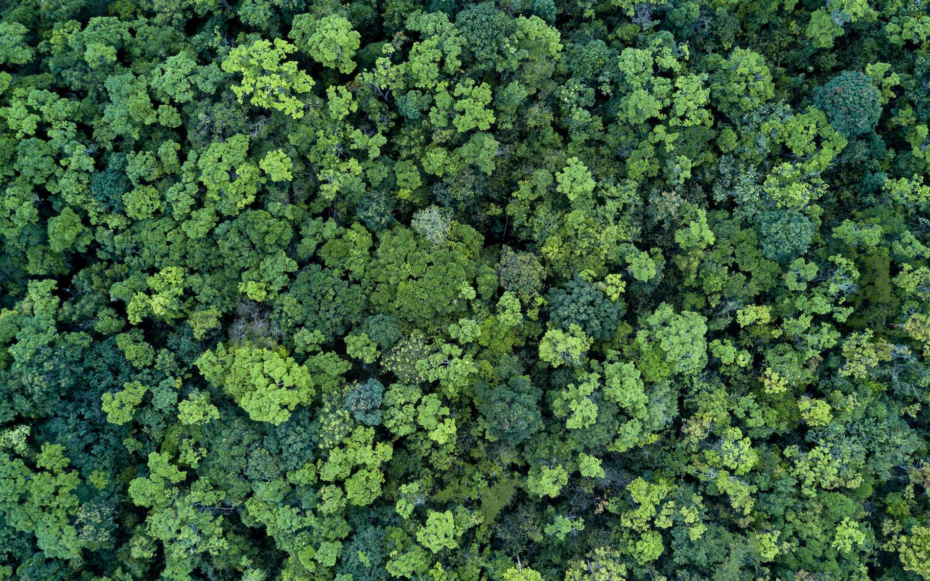 Les forêts sont-elles nos meilleurs alliés contre le changement climatique ?