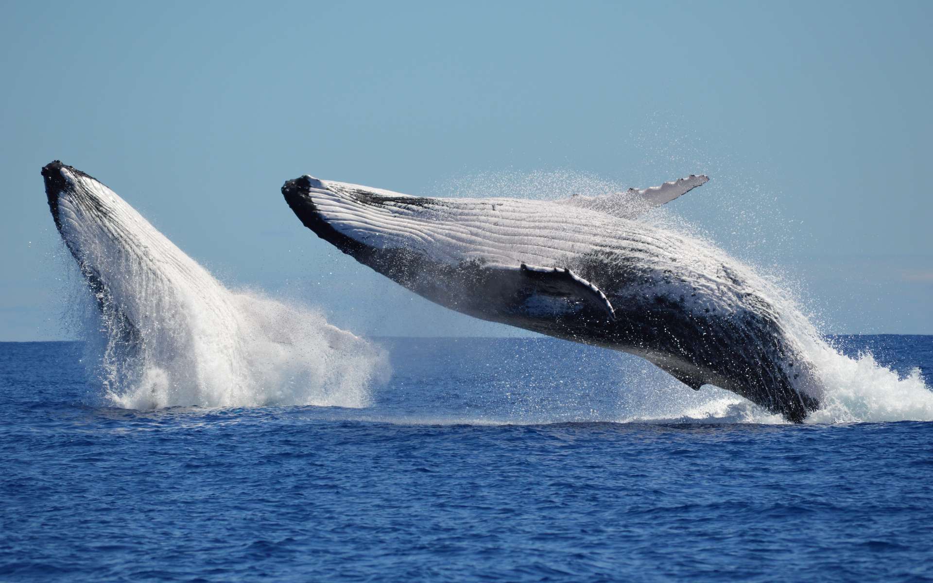 Ces images de la danse amoureuse entre 2 baleines à bosse sont une première à plus d'un titre !