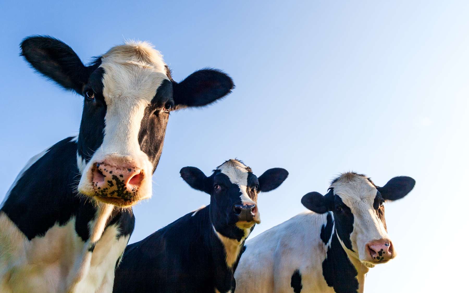 La domestication a fait rétrécir le cerveau des vaches. © Oligo, Adobe Stock