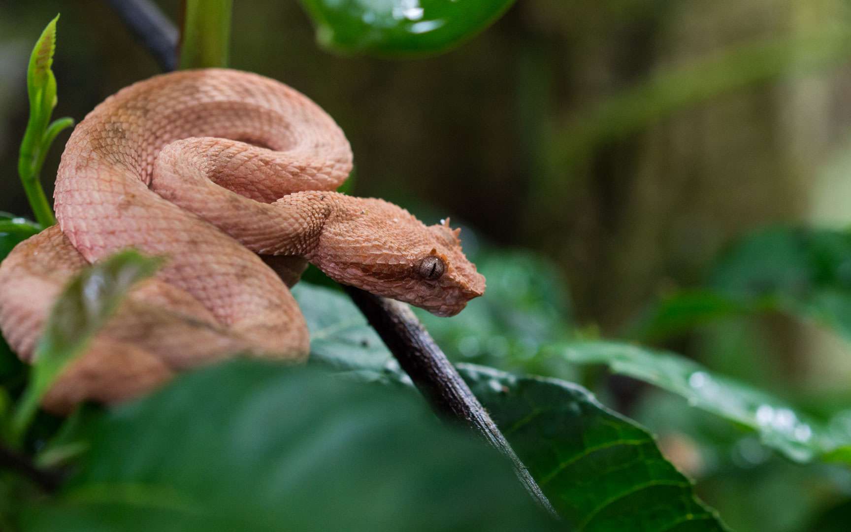 Photos | Costa Rica : une faune exceptionnelle dans un paradis pru00e9servu00e9