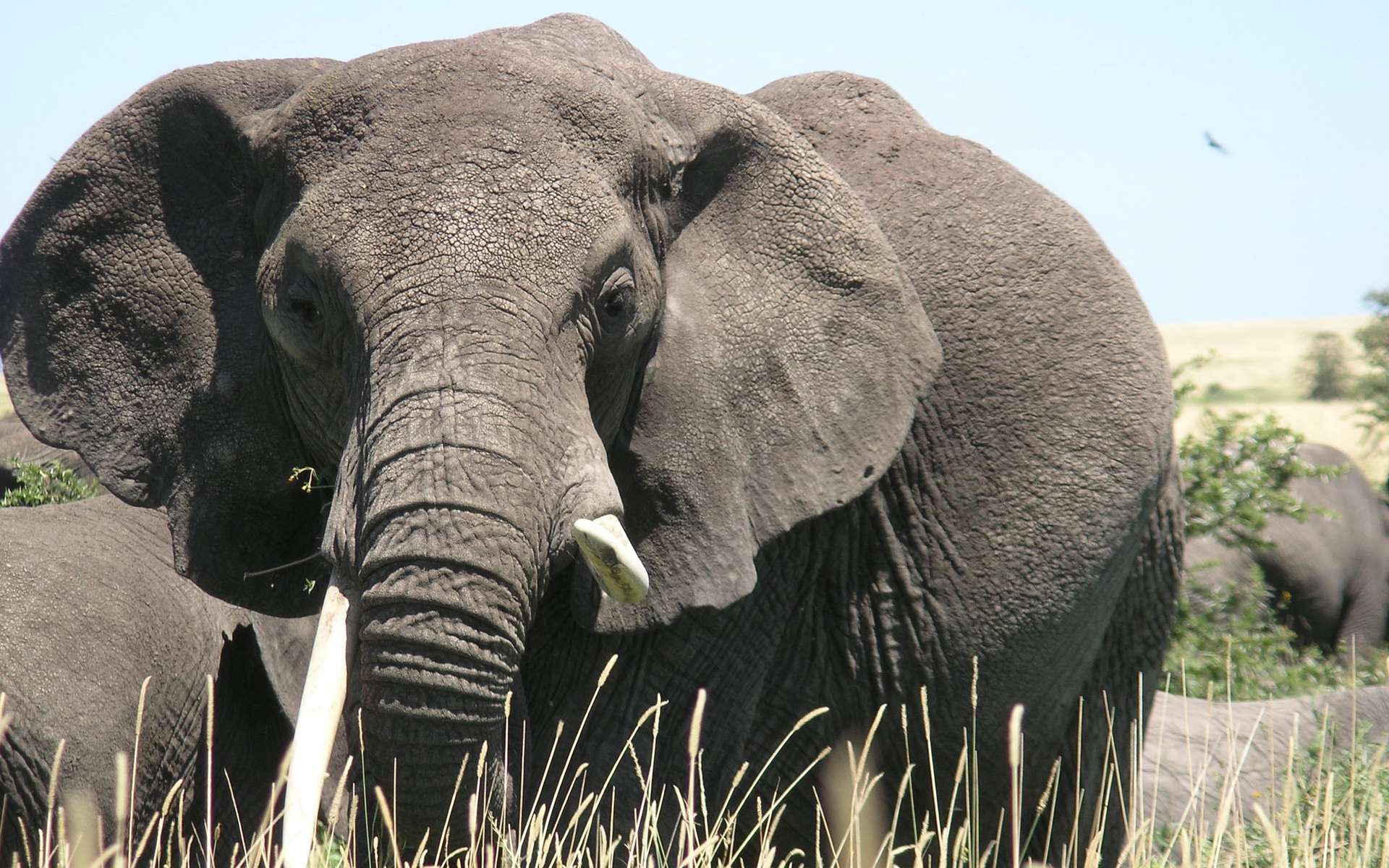 Vous êtes probablement plus gras qu'un éléphant en captivité