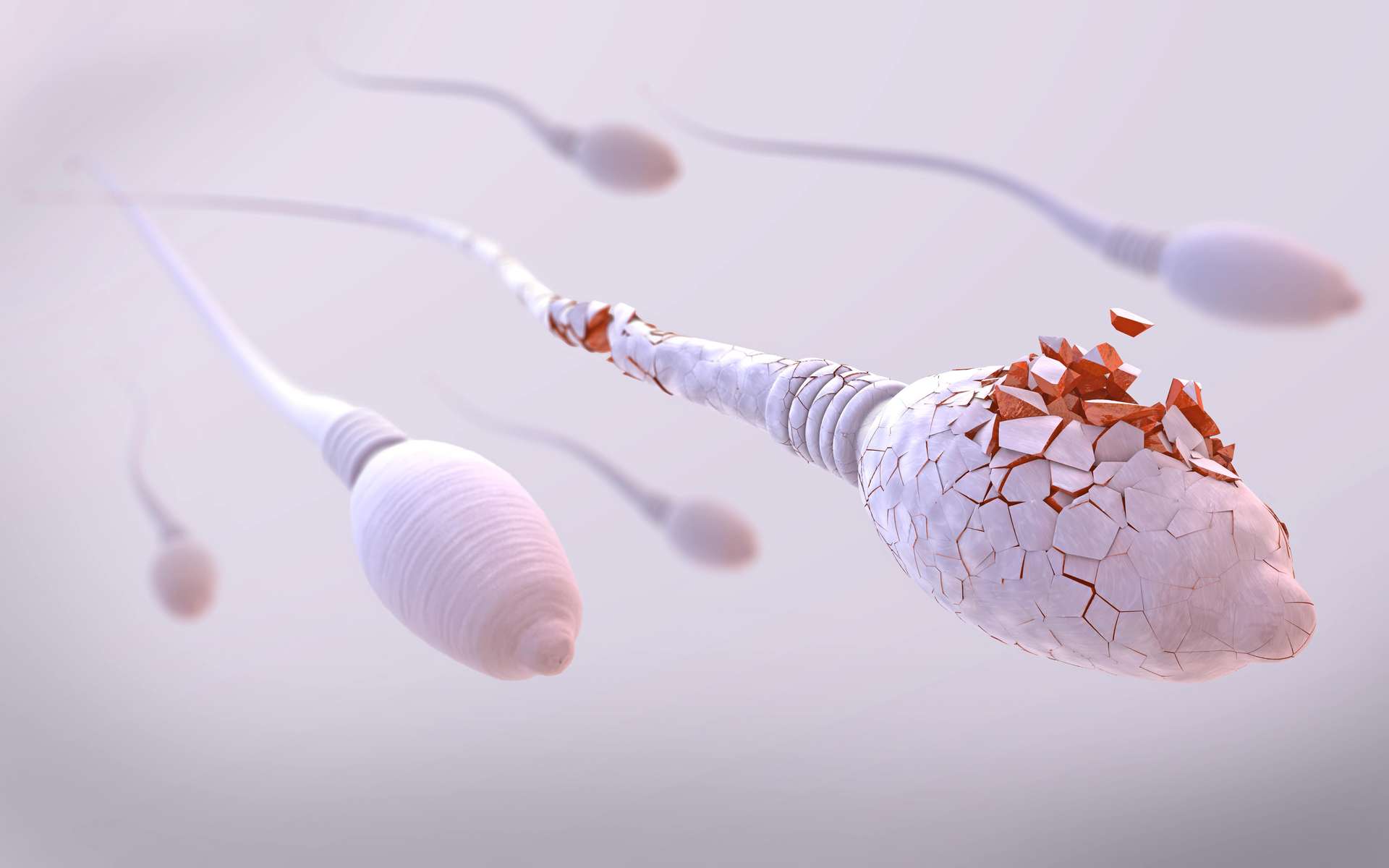 Des anticorps sont capables de viser les spermatozoïdes humains. © Christoph Burgstedt, Adobe Stock