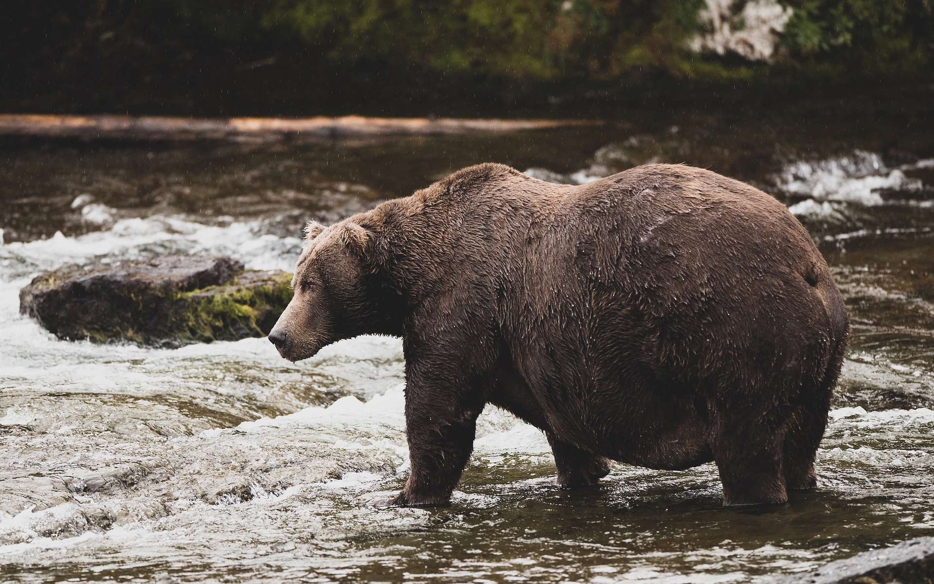 Fat Bear Tuesday 2022 : Otis sera-t-il encore sacré champion de l'ours le plus gras d'Alaska ?