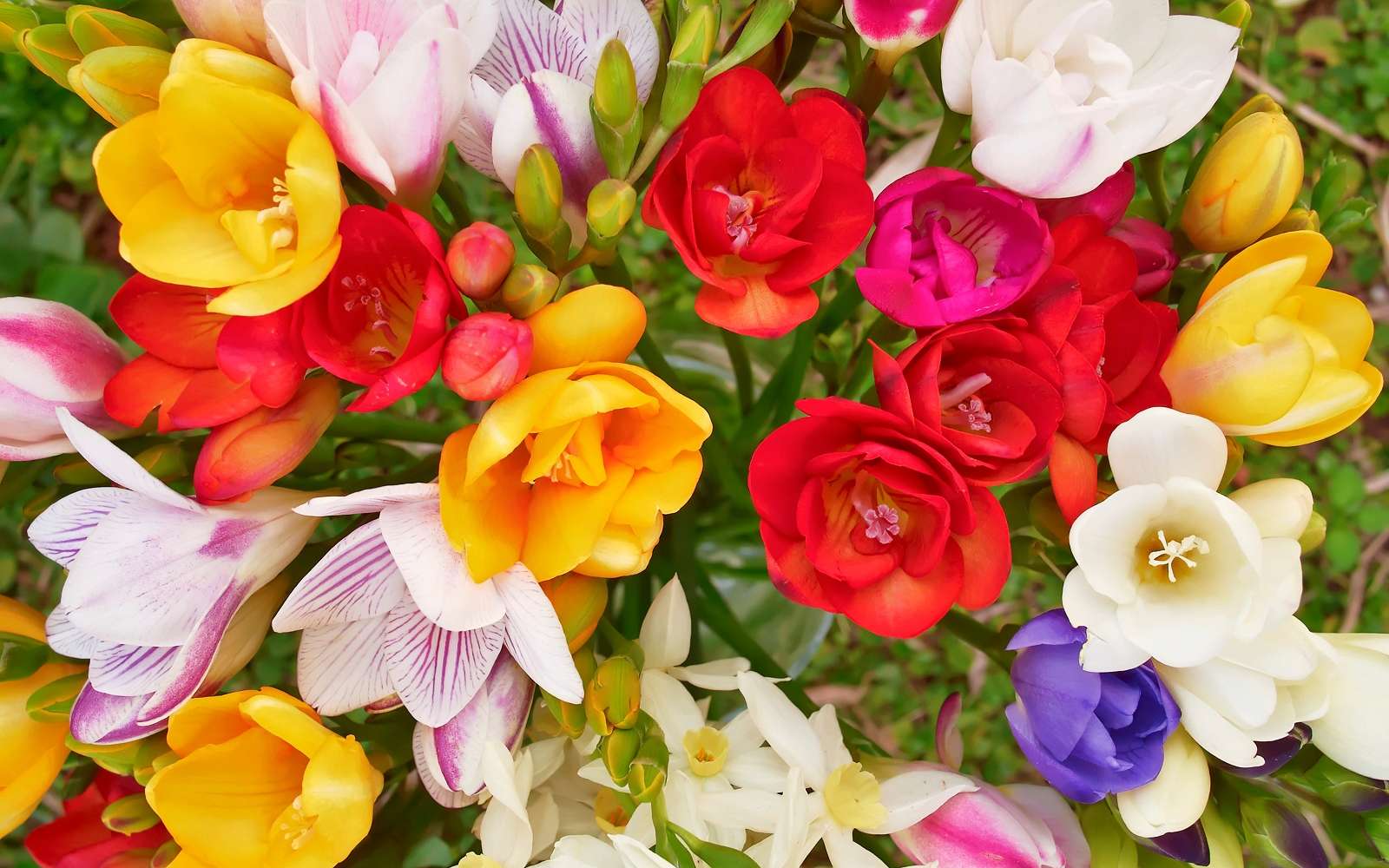 Bouquet de freesias aux couleurs multiples. © Dimitrios, Adobe Stock