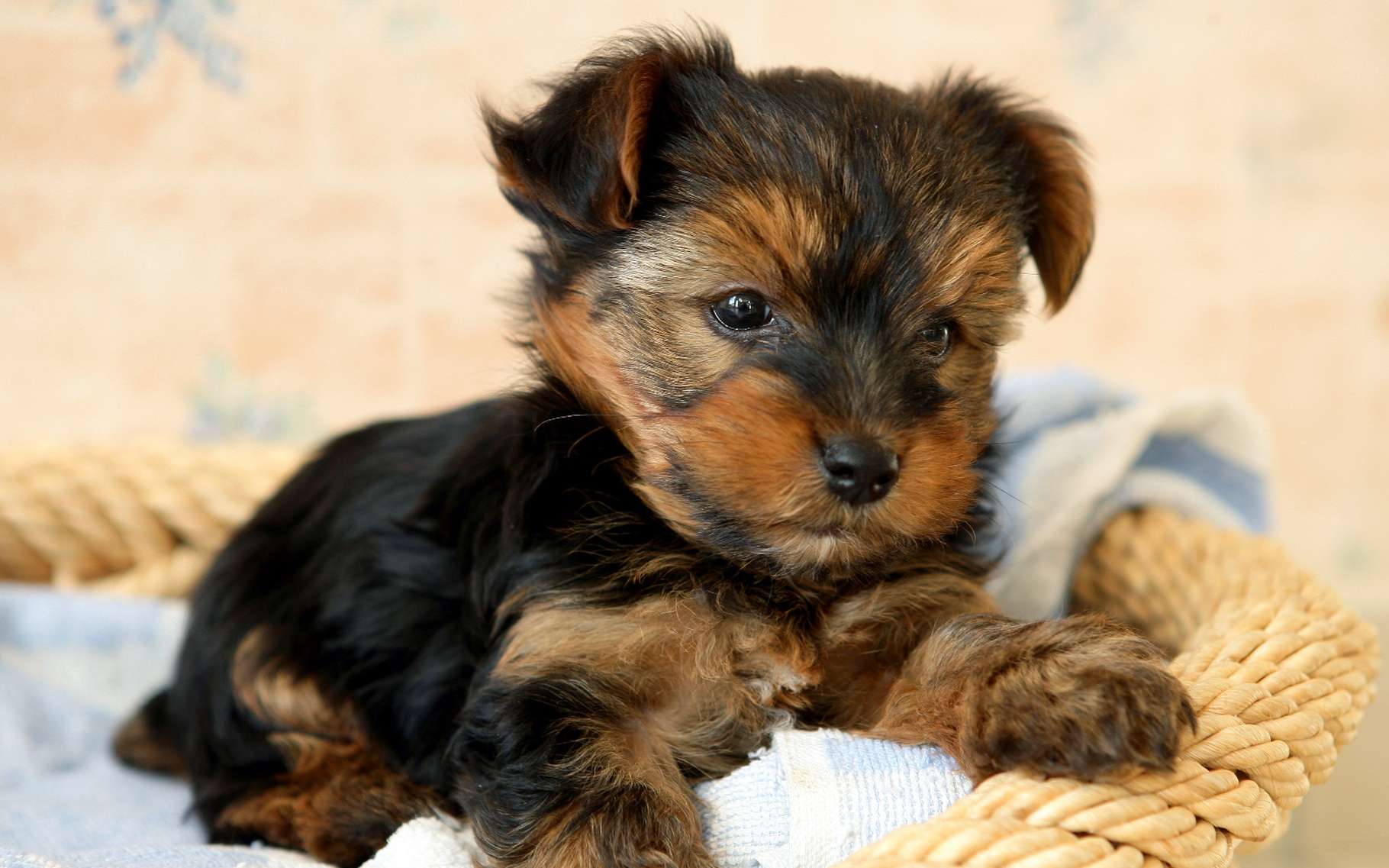 Comment Protéger Mon Chien Des Morsures De Tiques