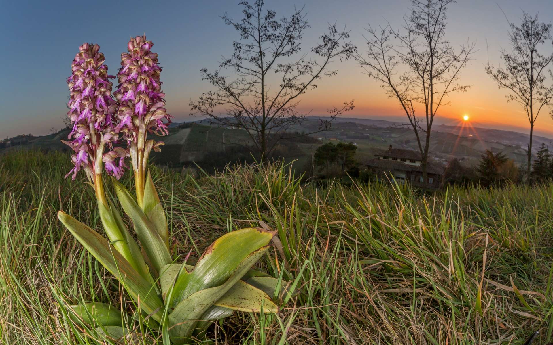 Les Orchidées géantes (Himantoglossum robertianum) se trouvent généralement dans le sud et le centre de l'Europe. © alb83, Adobe Stock