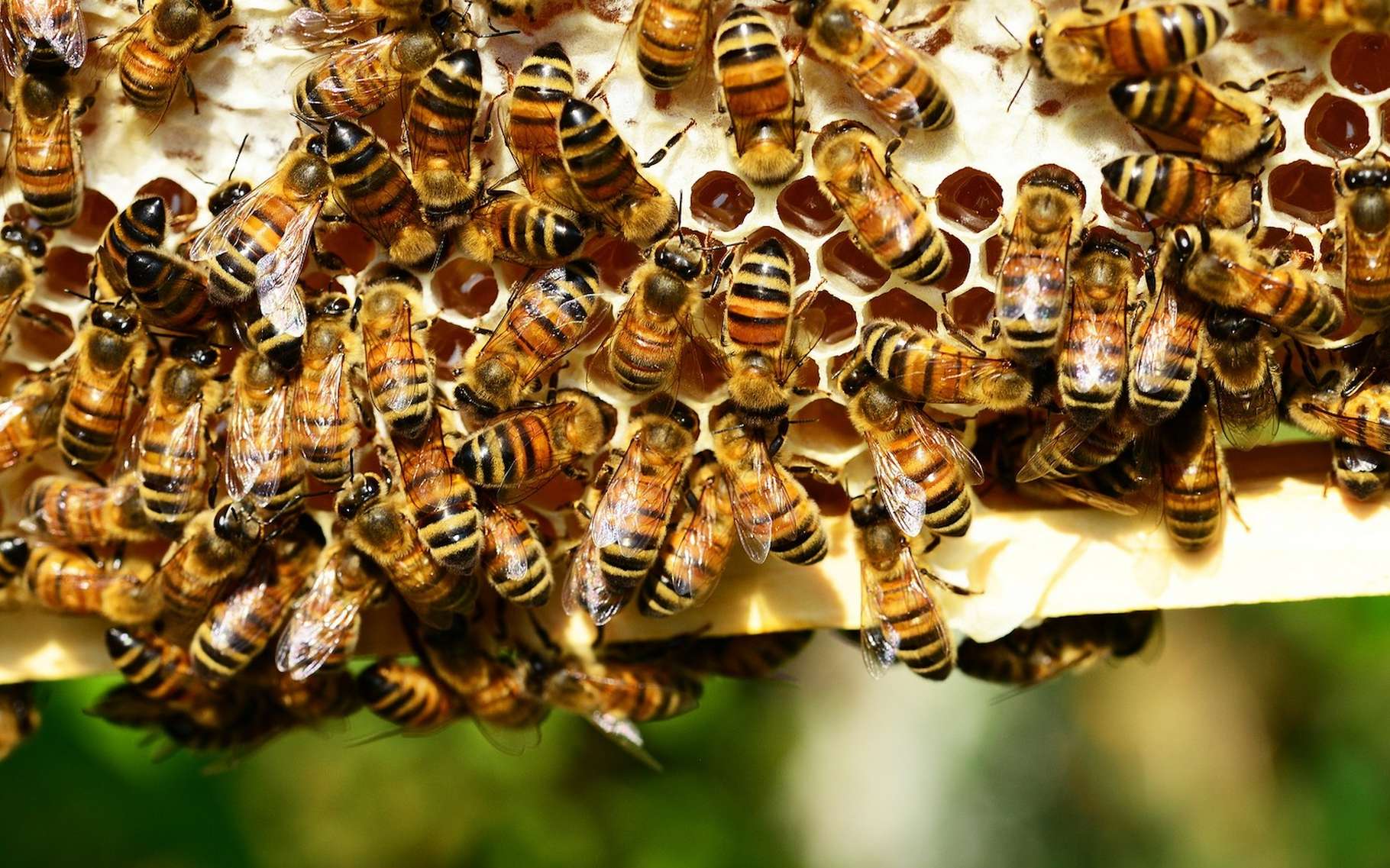Le déclin des abeilles constitue une « menace sérieuse » pour notre alimentation. Mais il n’y a pas que cela. De manière plus générale, la chute de la biodiversité met réellement en danger notre approvisionnement en nourriture. Et de fait, notre santé. © PollyDot, Pixabay License