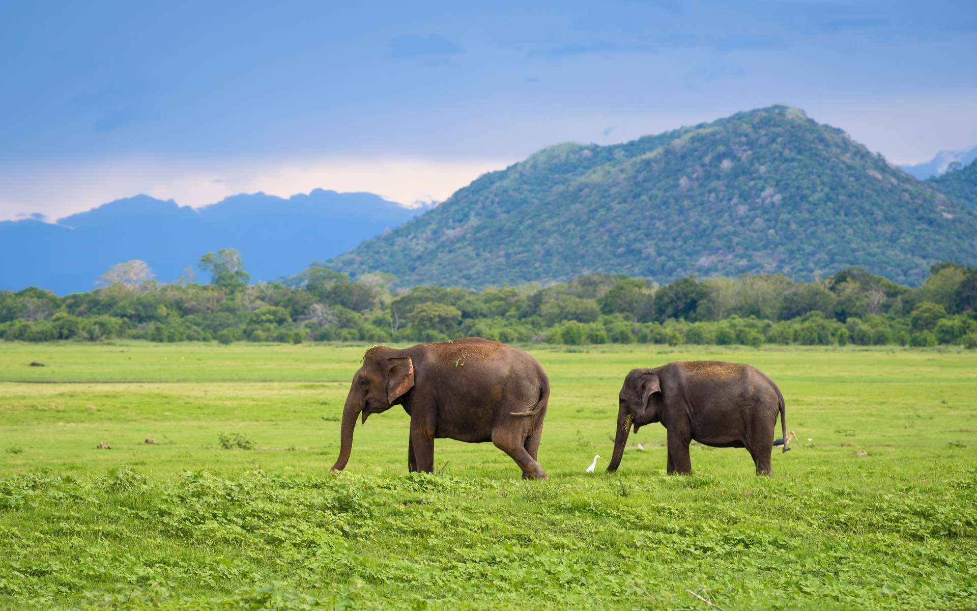 Un bébé éléphant reçoit une prothèse après avoir été blessé par une mine