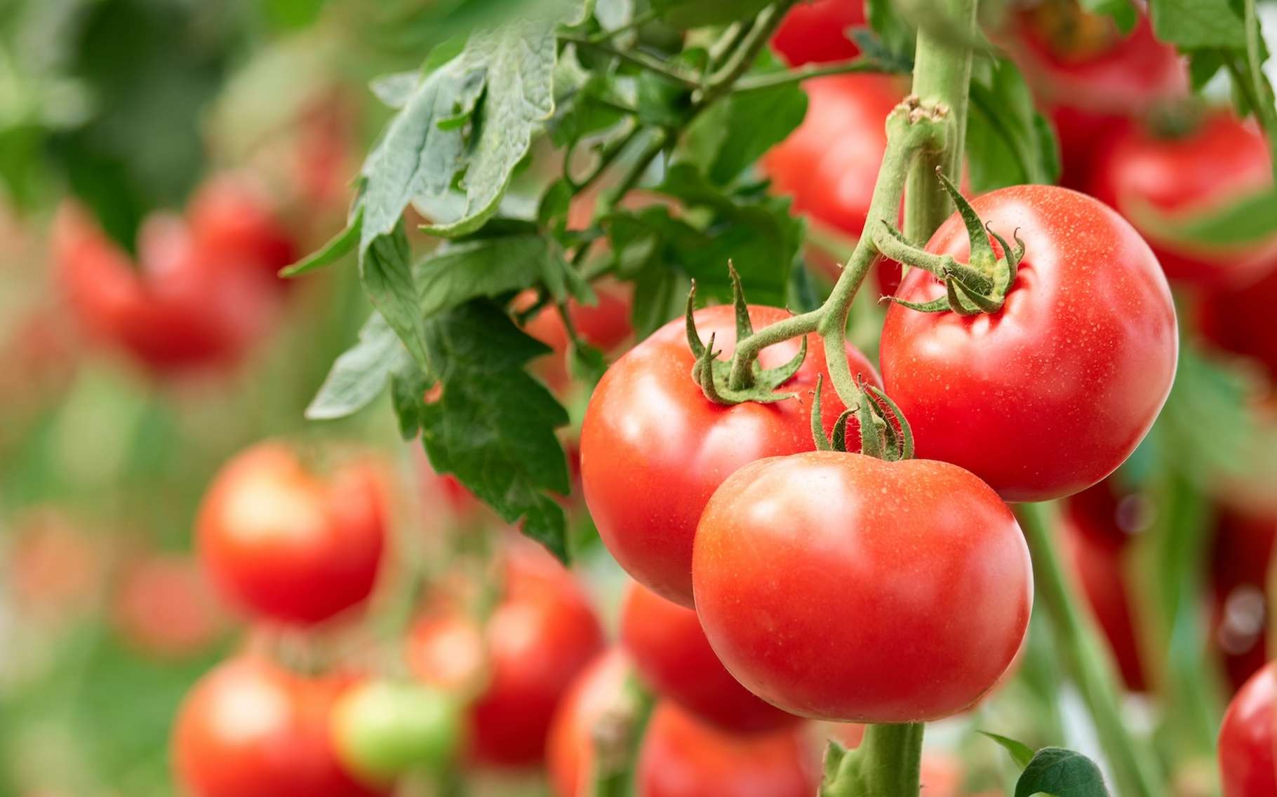L'énigme des tomates silencieuses qui ne savent plus reconnaître leurs ennemis
