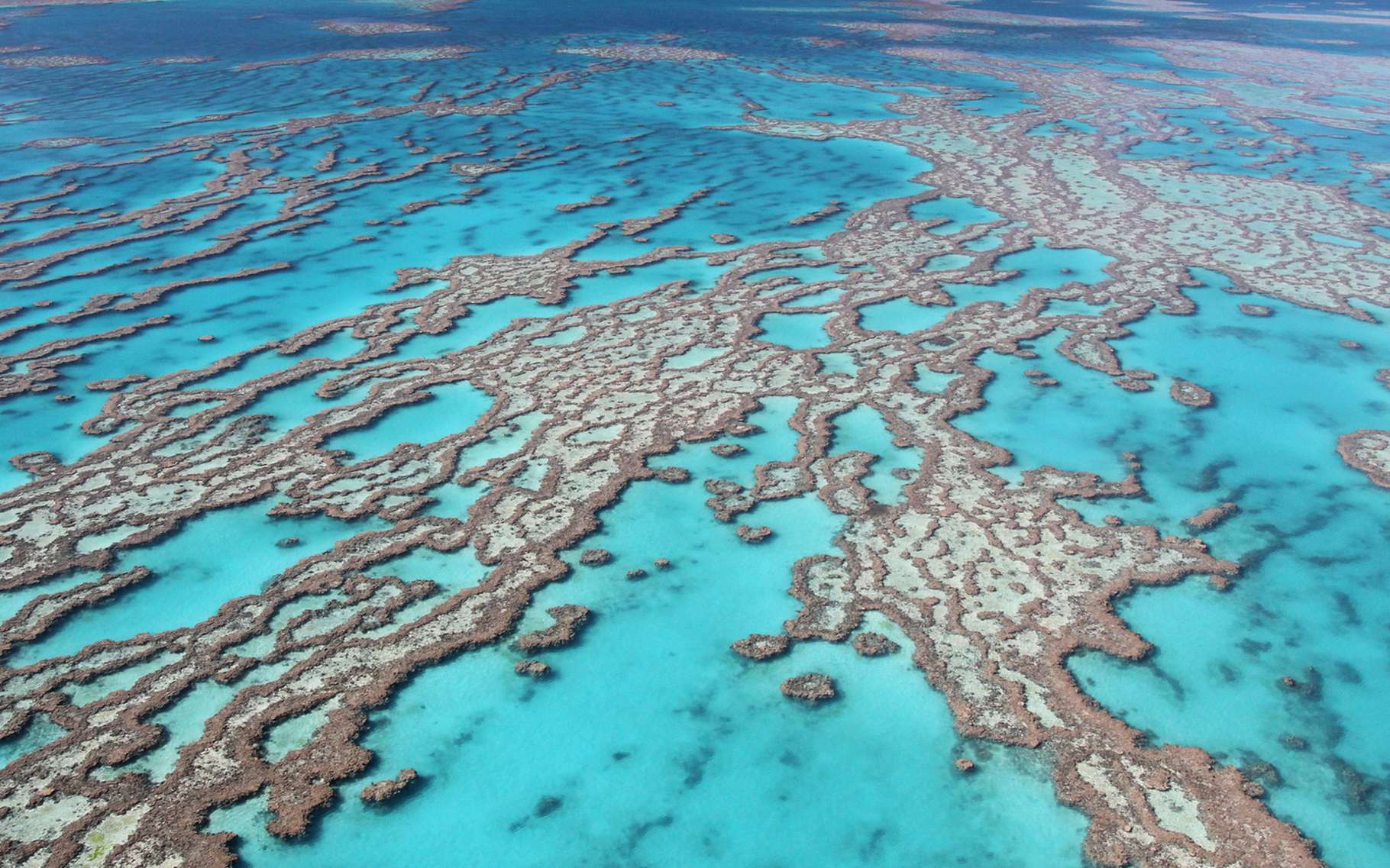 Vue aérienne de la Grande Barrière de corail, en Australie. Cet écosystème, précieux pour de nombreuses espèces, est menacé par l’acidification des océans et le réchauffement climatique (50 % de ses coraux ont disparu depuis 1985). © JC Photo, Shutterstock