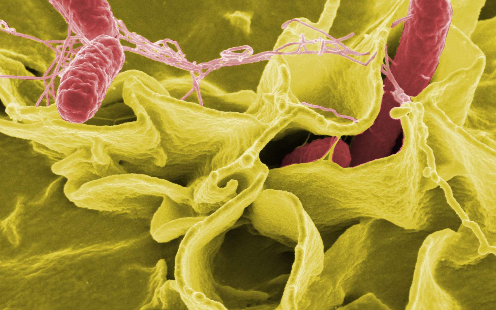 La résistance aux antibiotiques se généralise. Par exemple, 80 % des souches responsables de la gonorrhée sont insensibles à la tétracycline, un traitement de première ligne. Même les médicaments les plus puissants, comme les carbapénèmes, commencent à montrer des signes de faiblesse. Au Royaume-Uni en 2003, on a noté trois cas de bactéries tolérantes à ces composés. Ici au microscope des Salmonella typhimurium, en rouge, sur une culture de cellules humaines. © DP
