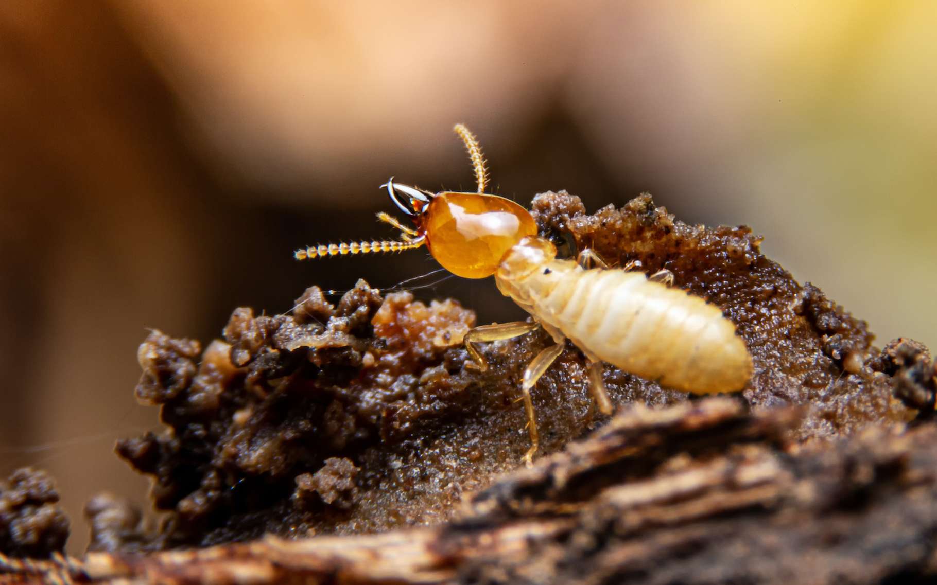Les termites partent à la conquête du monde et ce n'est pas une bonne nouvelle