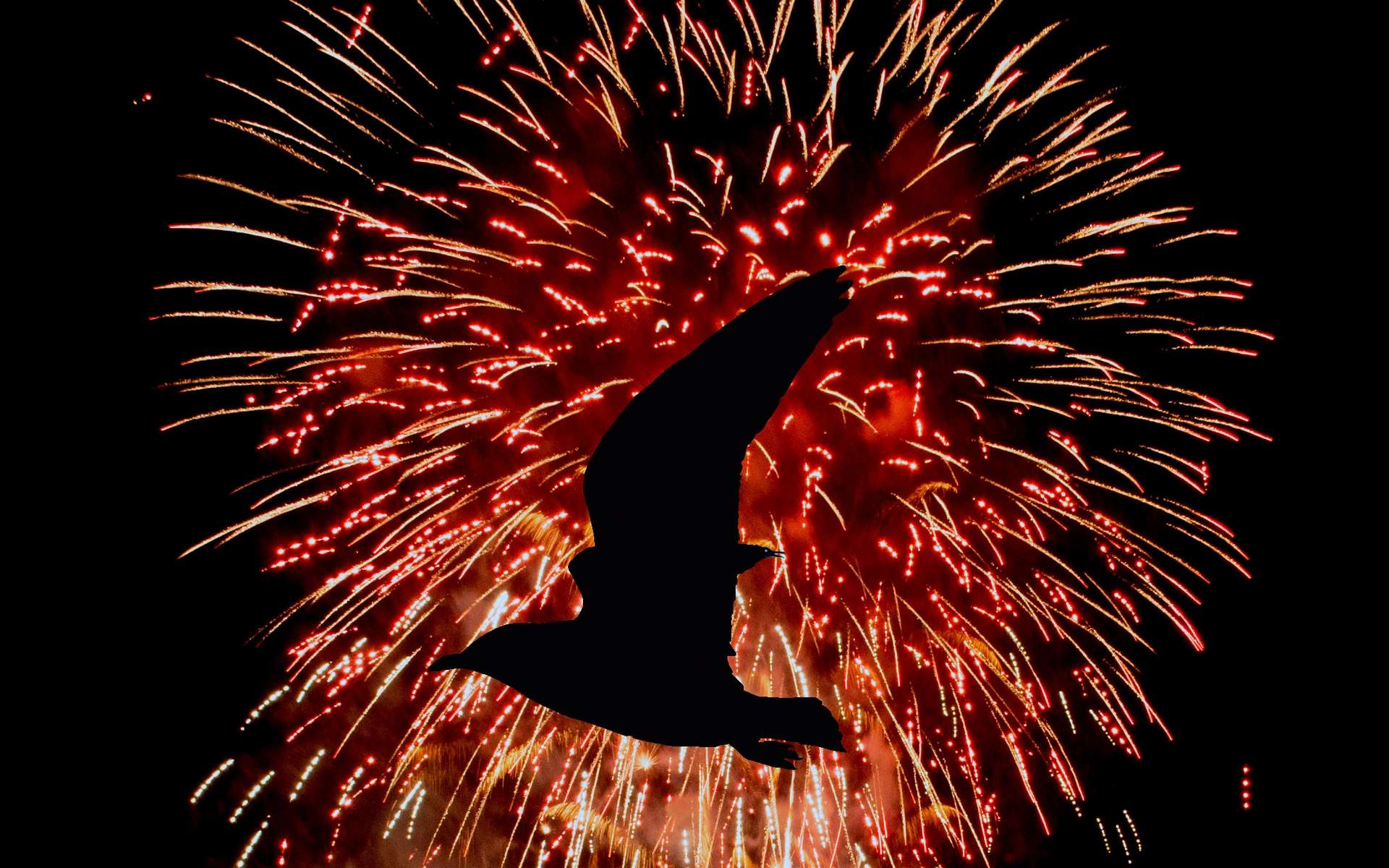 Festivités. Les feux d'artifice du Nouvel An, une source de stress pour les  oiseaux
