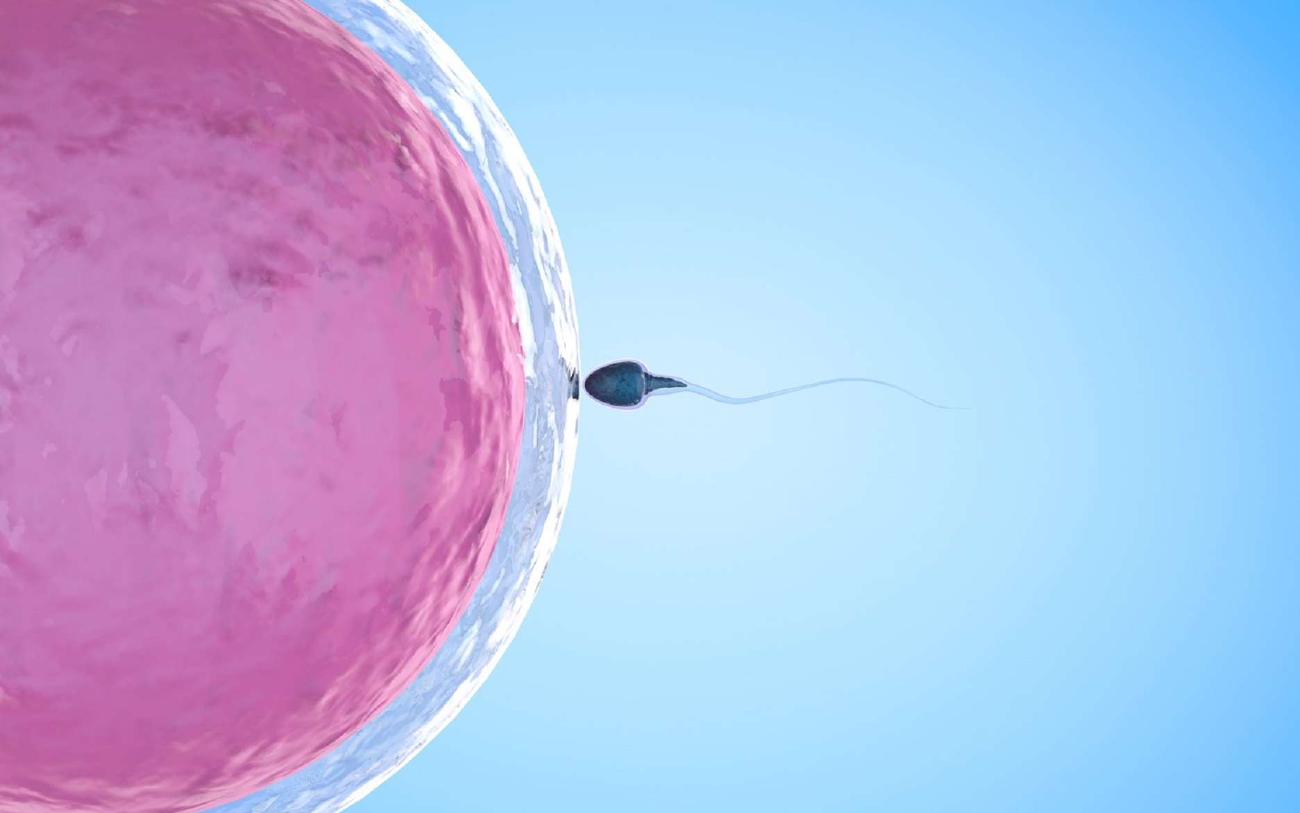 Lors de la fécondation, les noyaux du spermatozoïde et de l’ovule deviennent pronucléi pour fusionner. © phonlamaiphoto, Fotolia