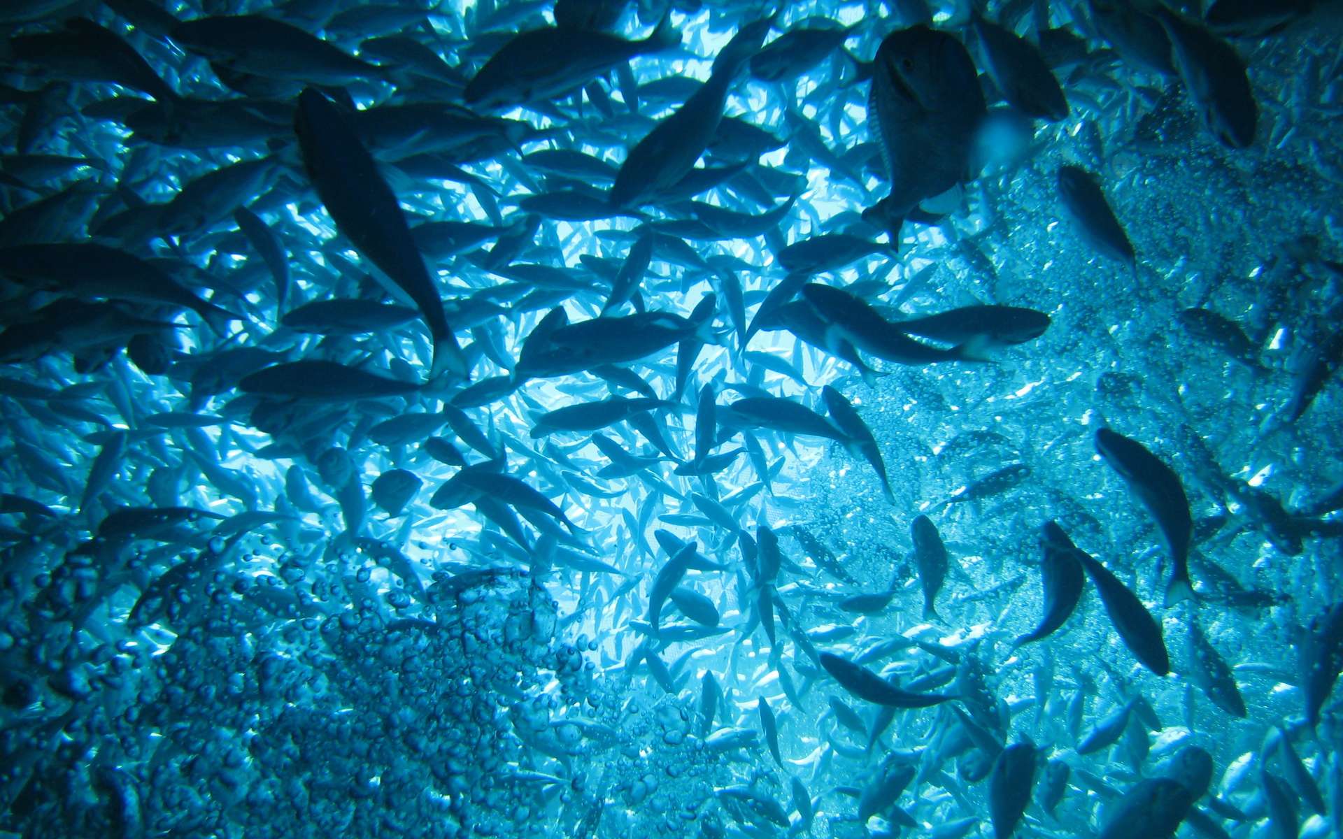 Les ressources alimentaires de l’océan demeurent largement sous-exploitées. © chiccaderrico, Adobe Stock