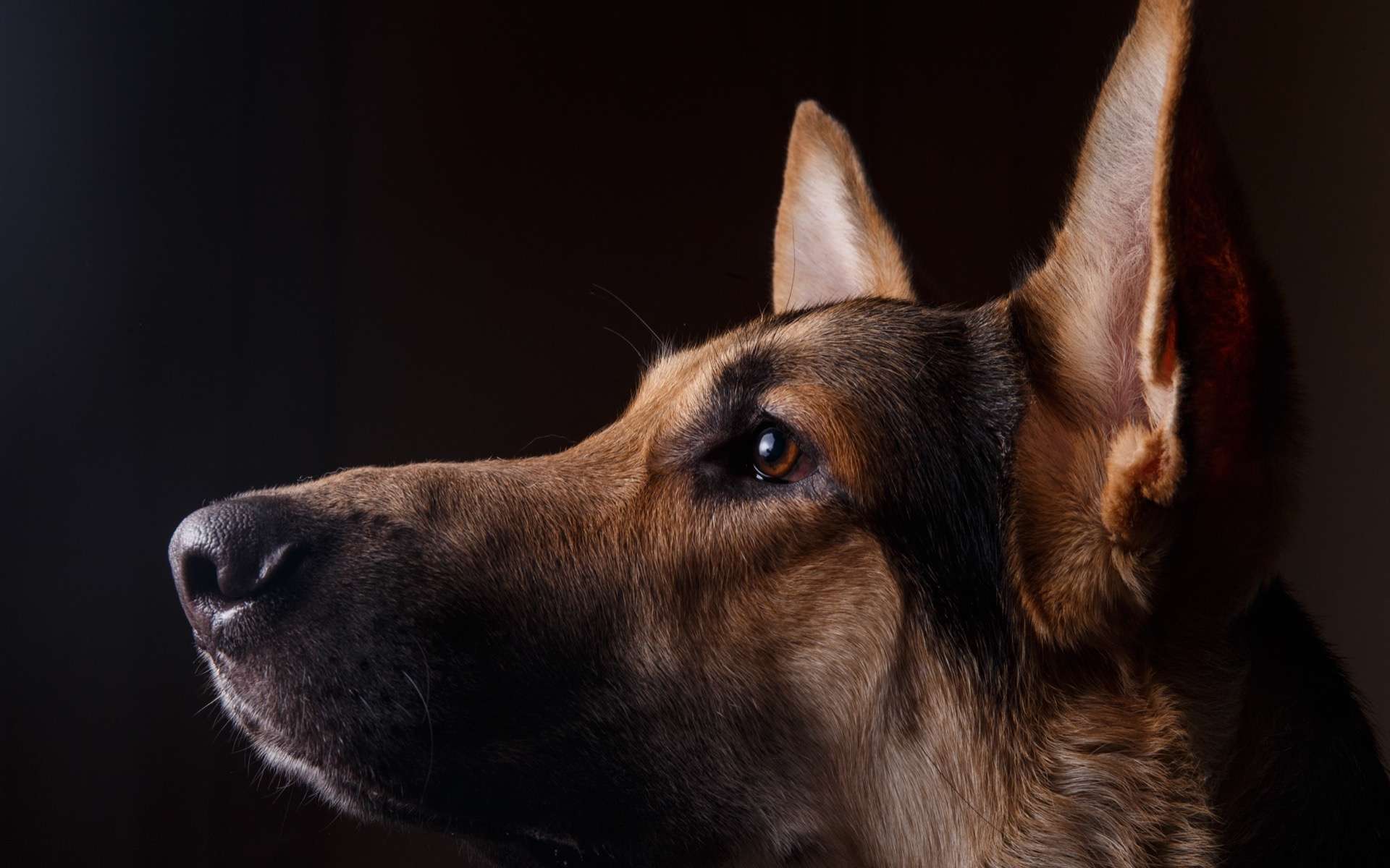 Pour lutter contre la pandémie, des chiens sont entraînés pour flairer le coronavirus