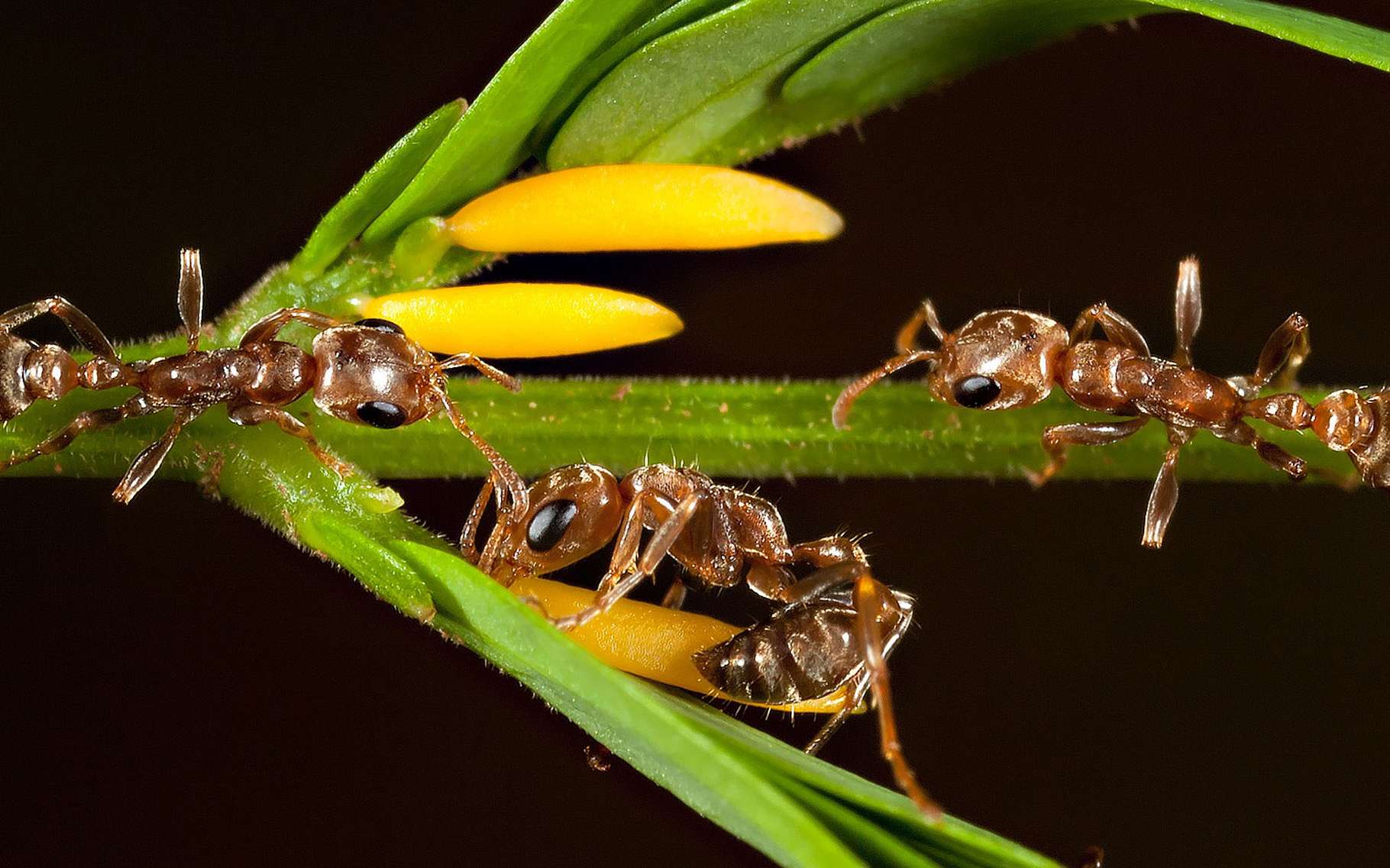 Les arbres à fourmis Dossier