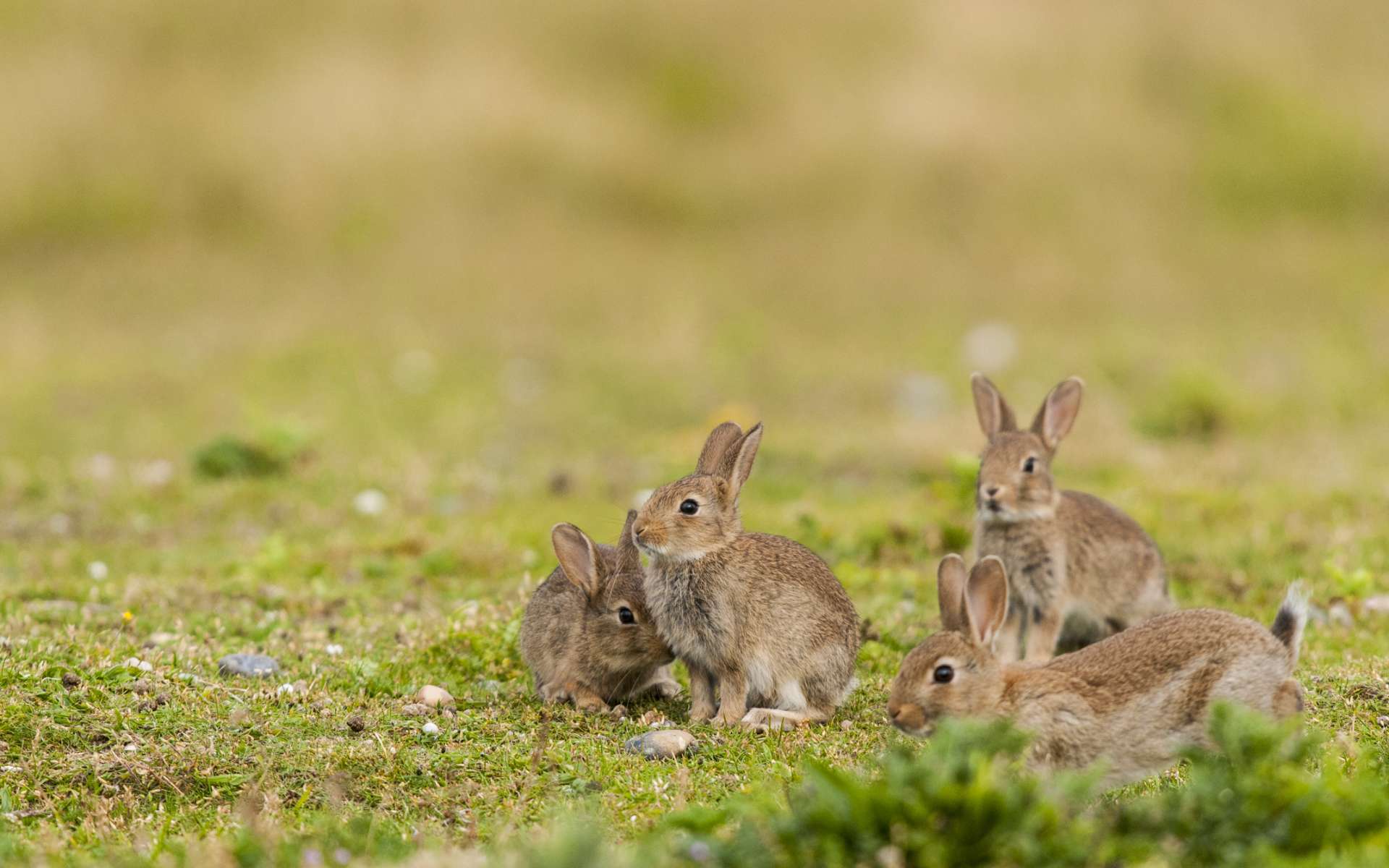 L' « Ébola du lapin » décime des milliers d'animaux aux États-Unis