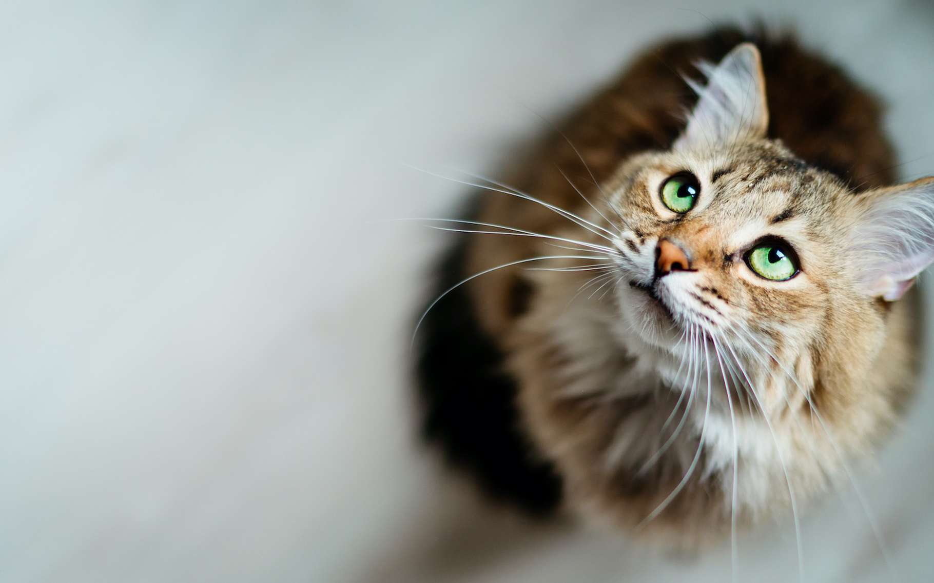 Les chats ne sont pas toujours distants