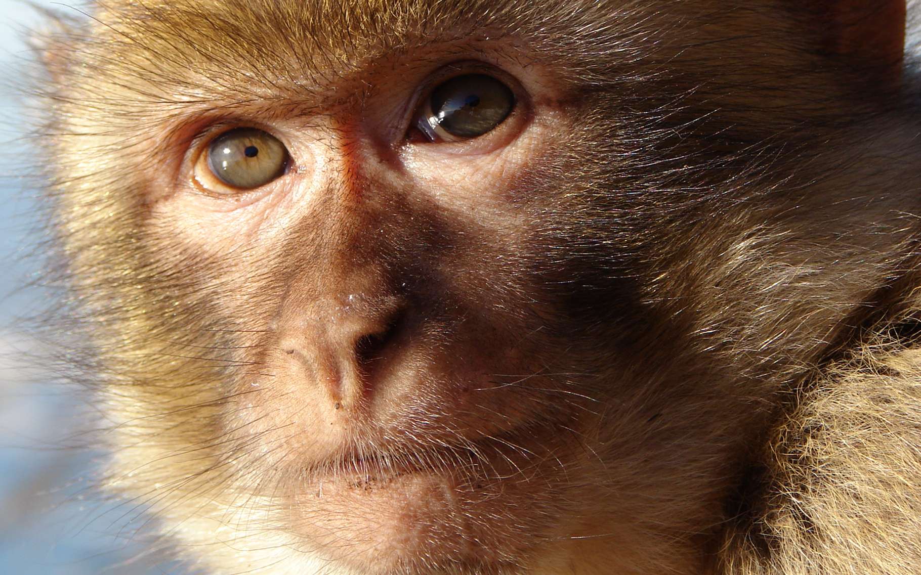 Petit Singe Nommé En Référence à Des Religieux