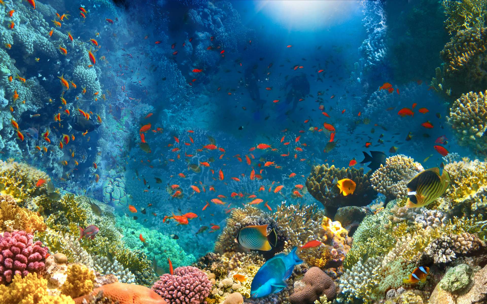 Le terme corail désigne des animaux fixés, généralement en colonies de polypes qui se regroupent pour former des super-organismes. © Solarisys, Adobe Stock