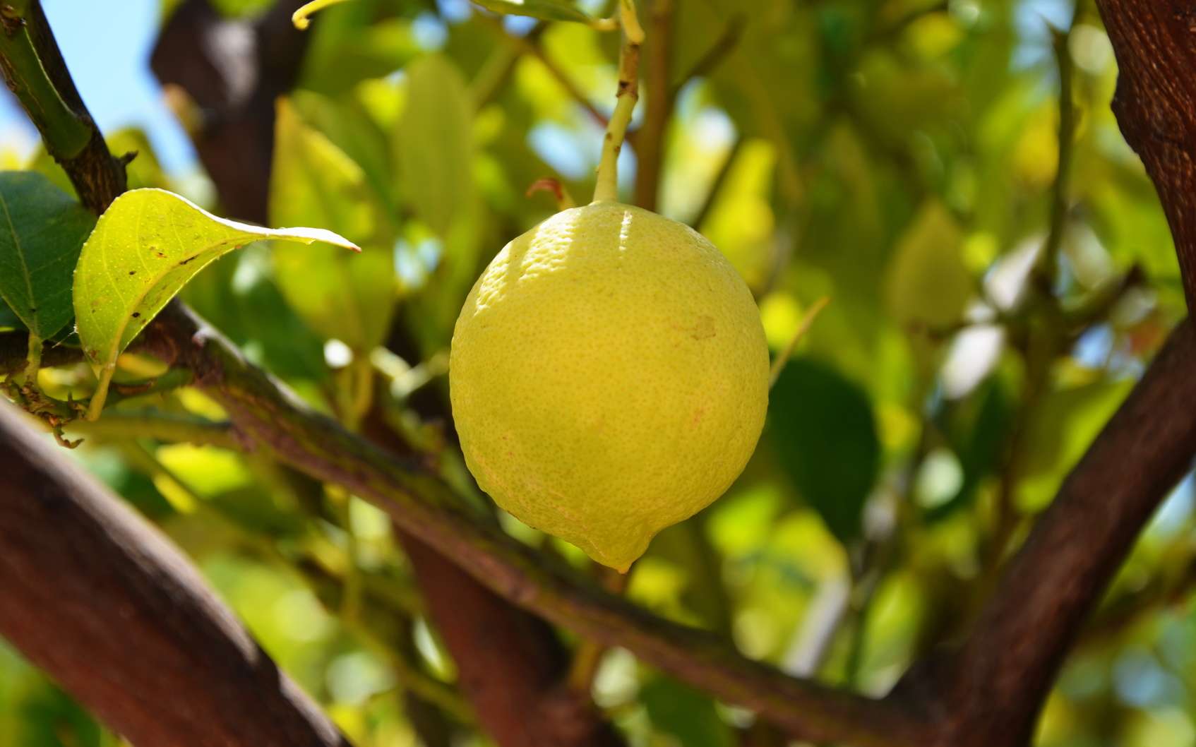 Fete Du Citron A Menton Son Origine Et Son Histoire