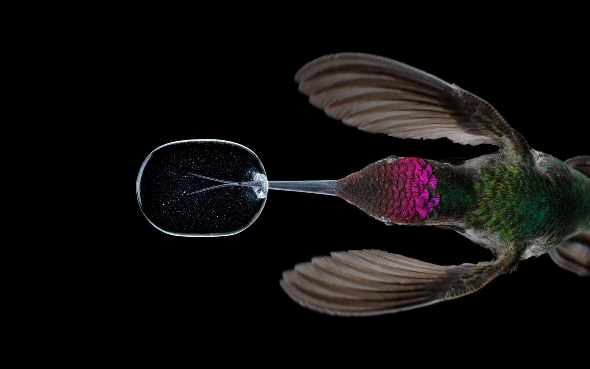 Comment les colibris réussissent à éviter les collisions en vol