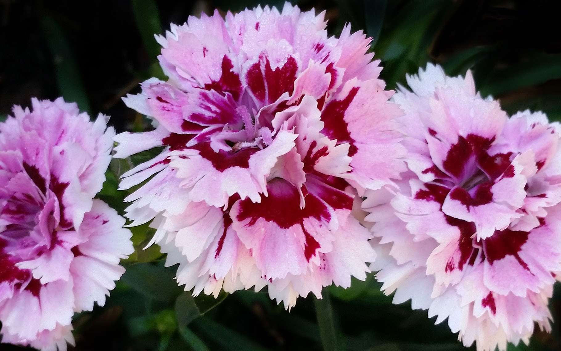 oeillet parfumé