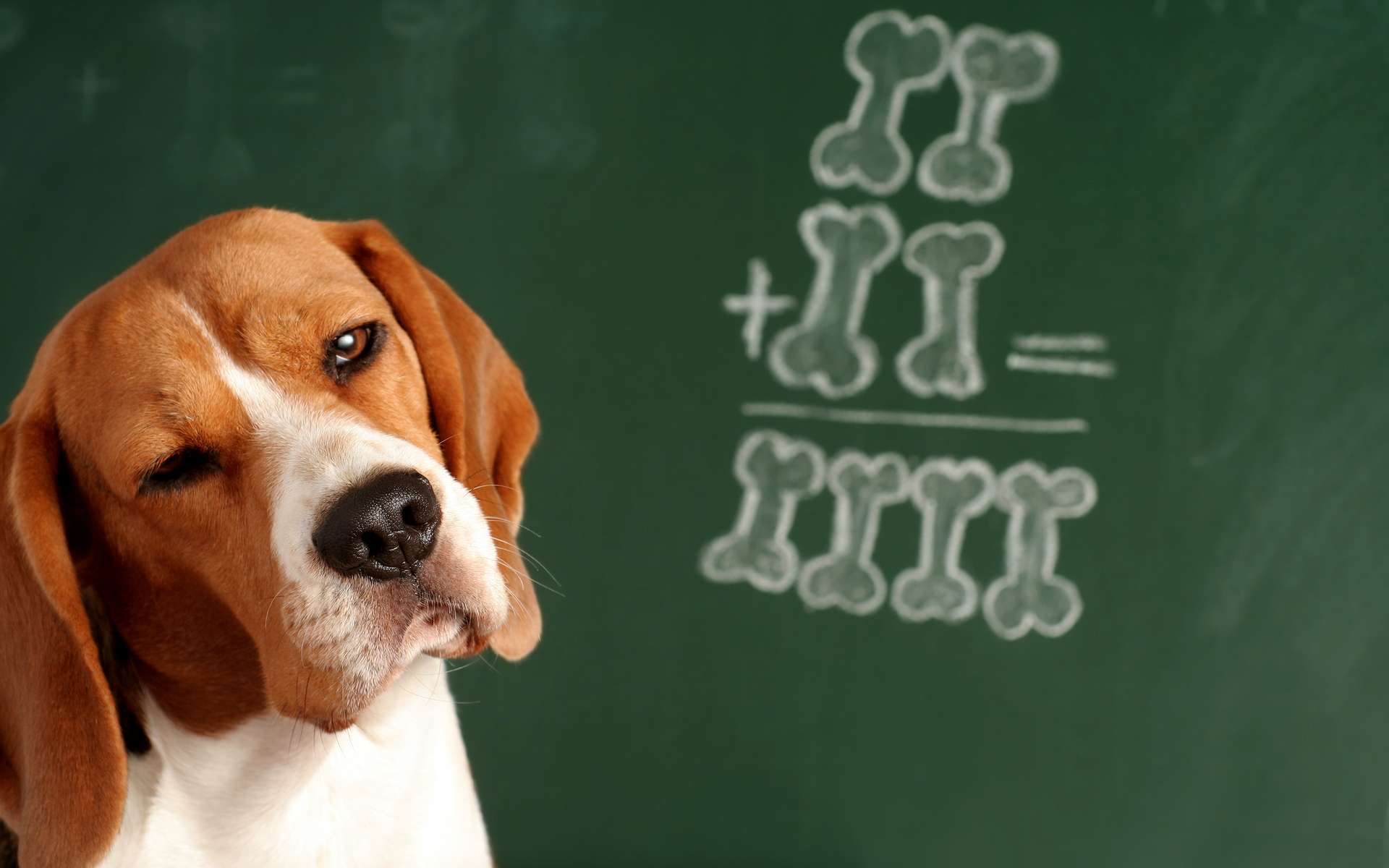 Les races de chien les plus intelligents. © jivimages, Adobe Stock